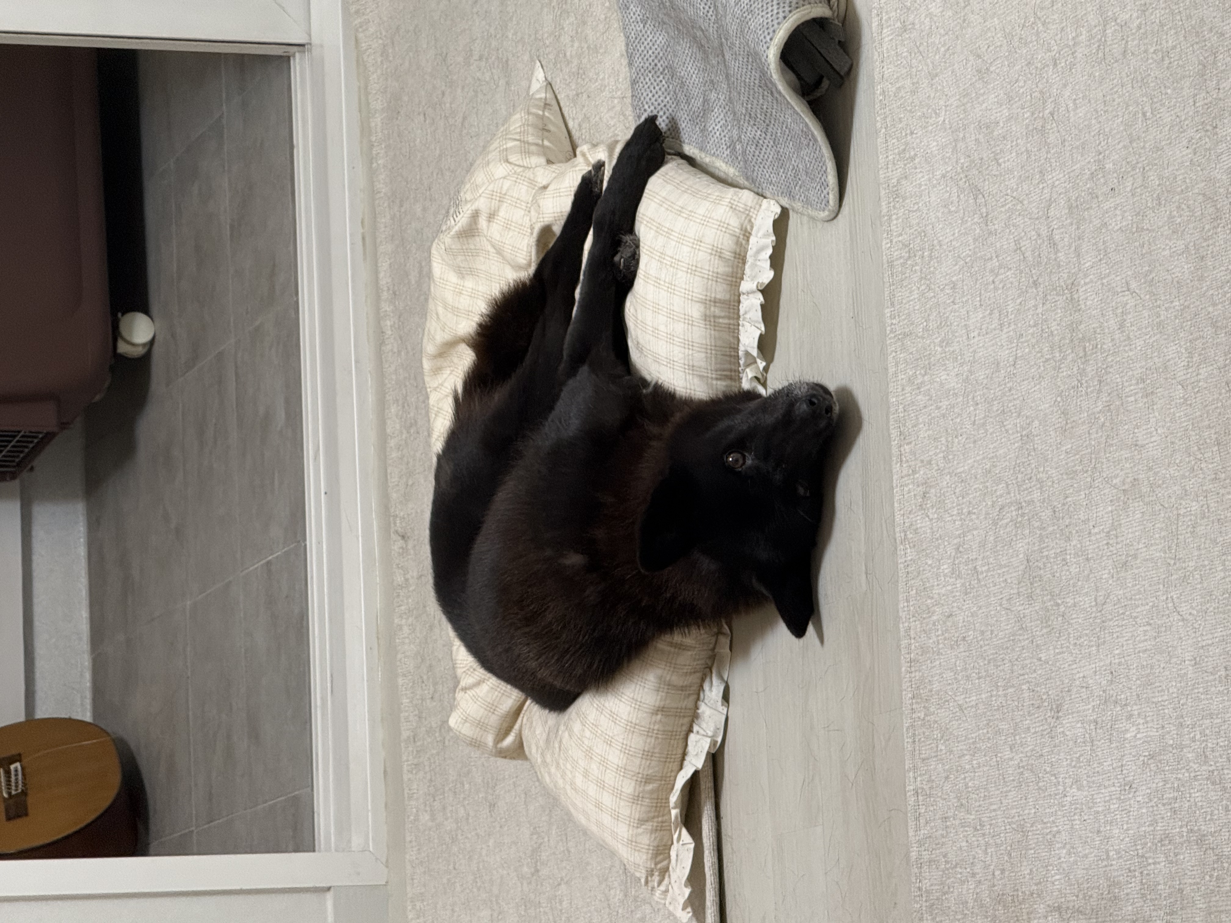 반달이와 친해지기