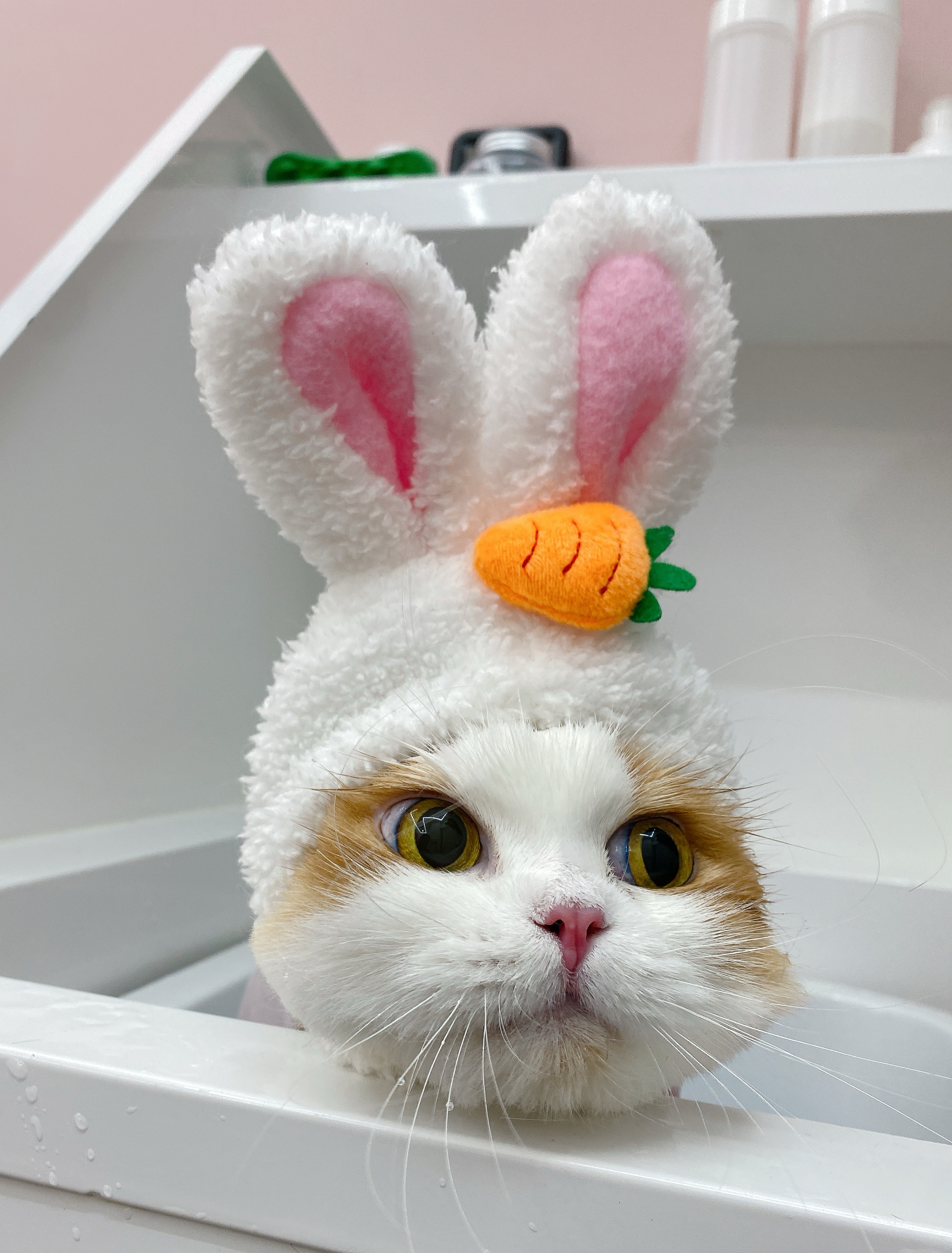 크룩섕스(알코) 1주년♡