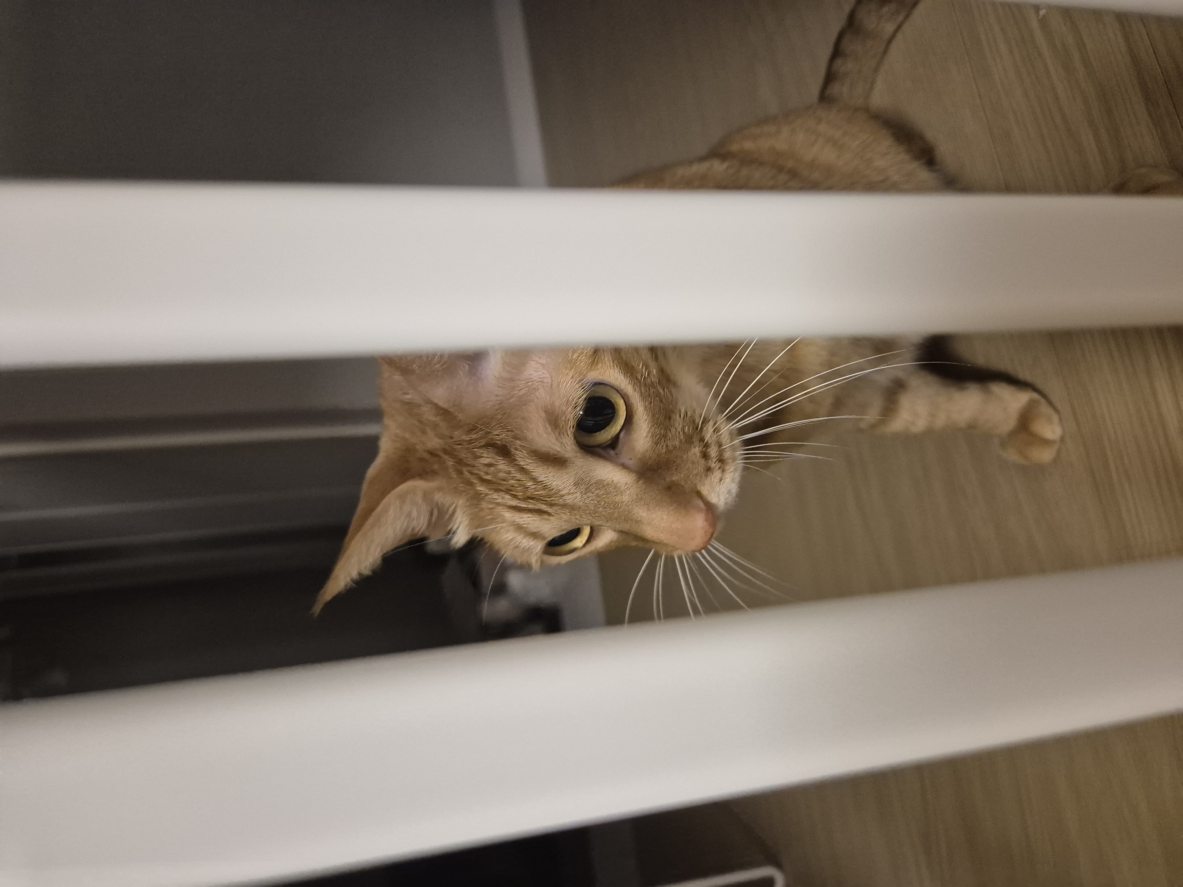 몽룡이가 된 소운이 입양 일주일차