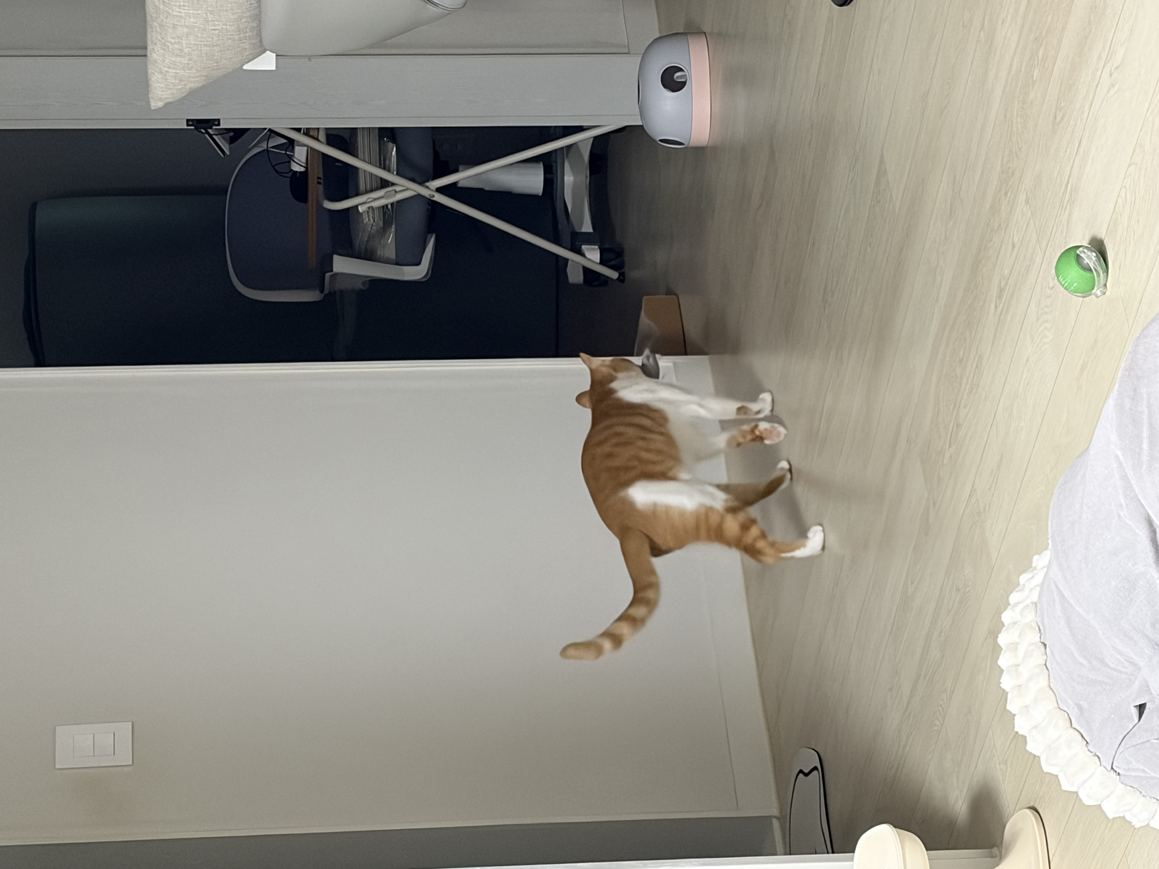 달콩이(구 달봉이) 입양 1년 후기🦁