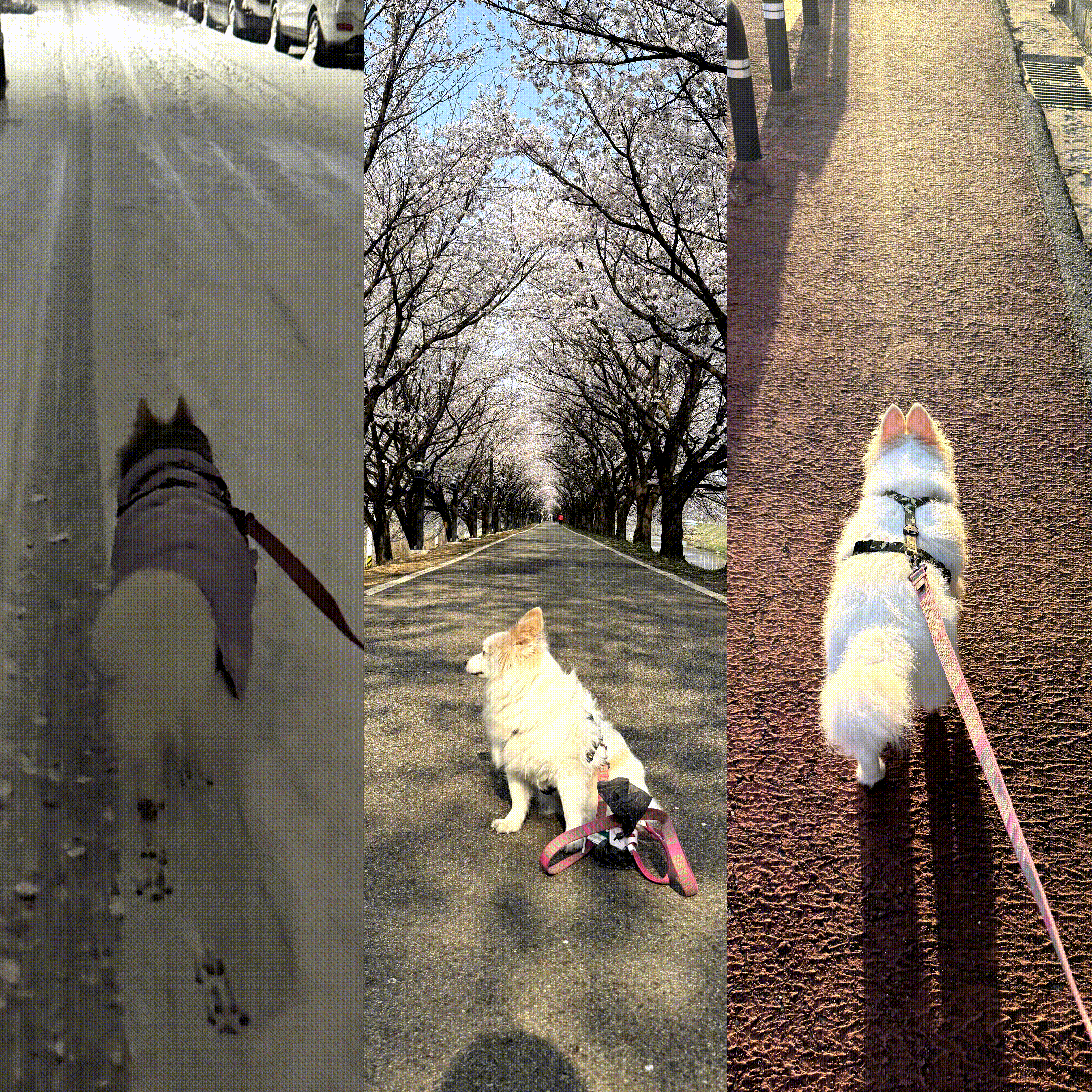 ❤️앵두와 함께한지 벌써 5년❤️