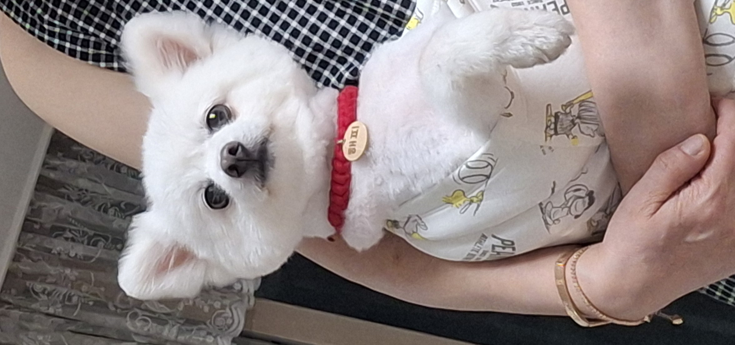 껌딱지 해피(뽀해)