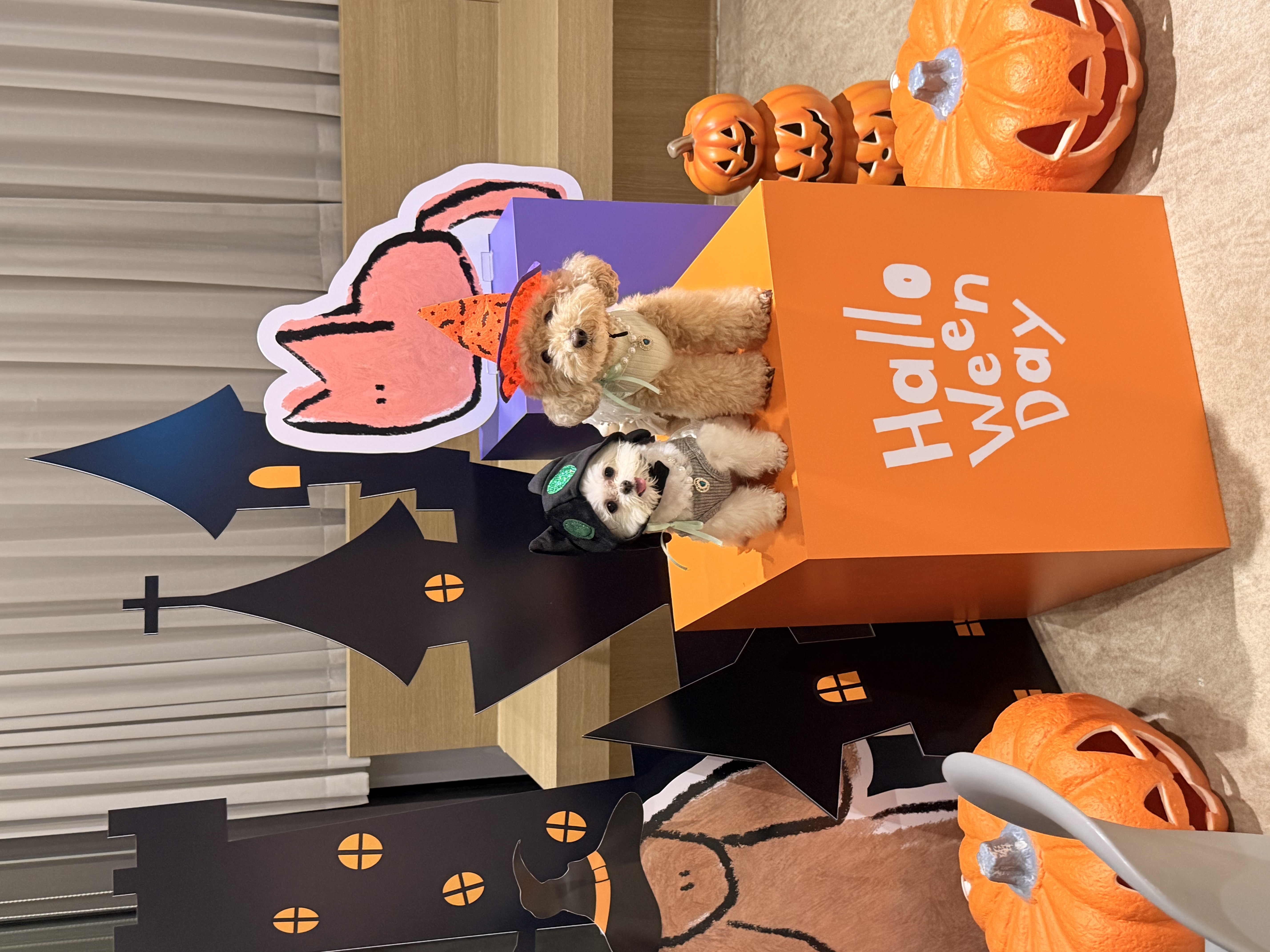 아산 가희->나엘 입양 3주년