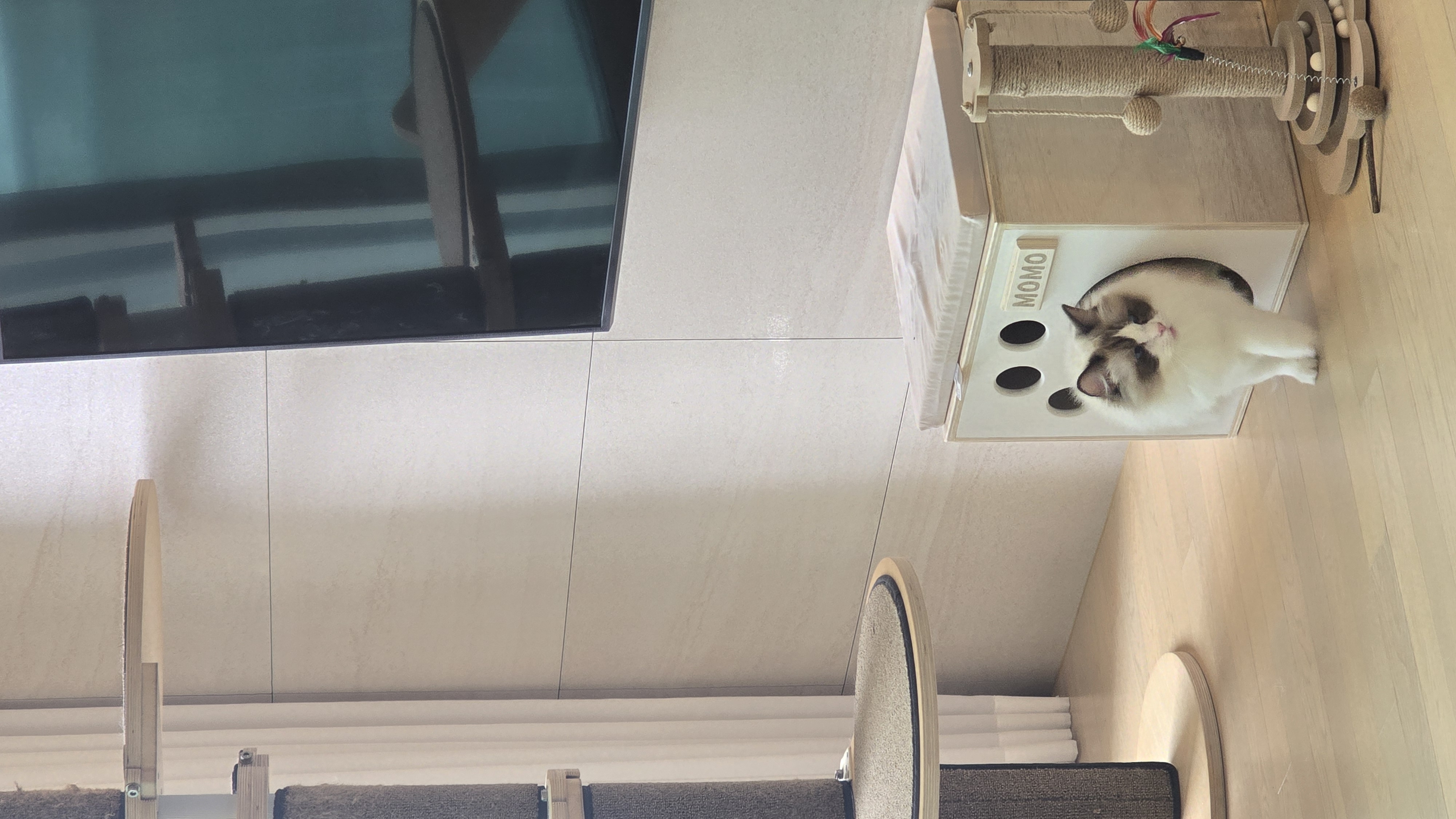 조금 늦은 모모(마찌) 입양 한달차 후기에요