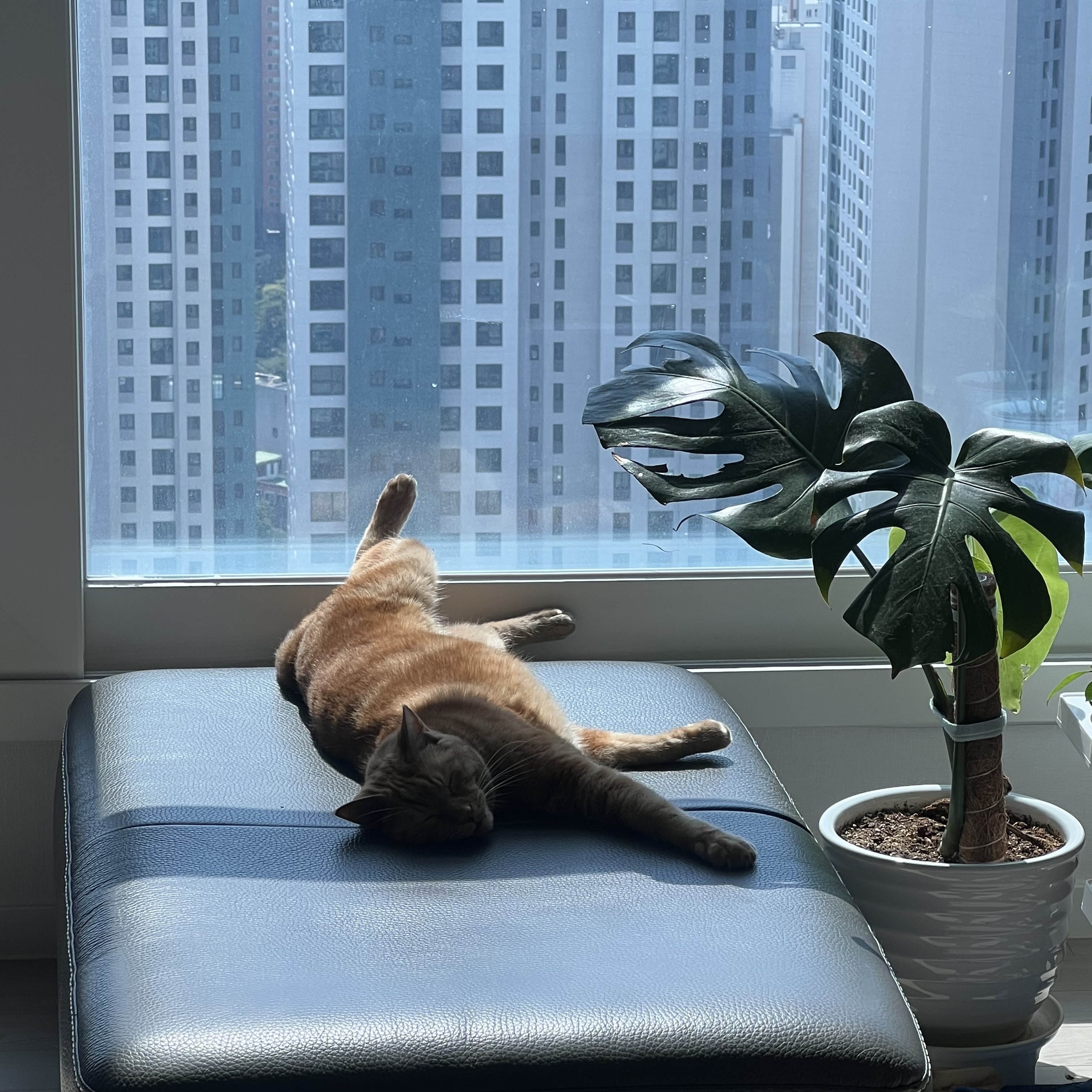 용식이 잘 지내고 있어요.