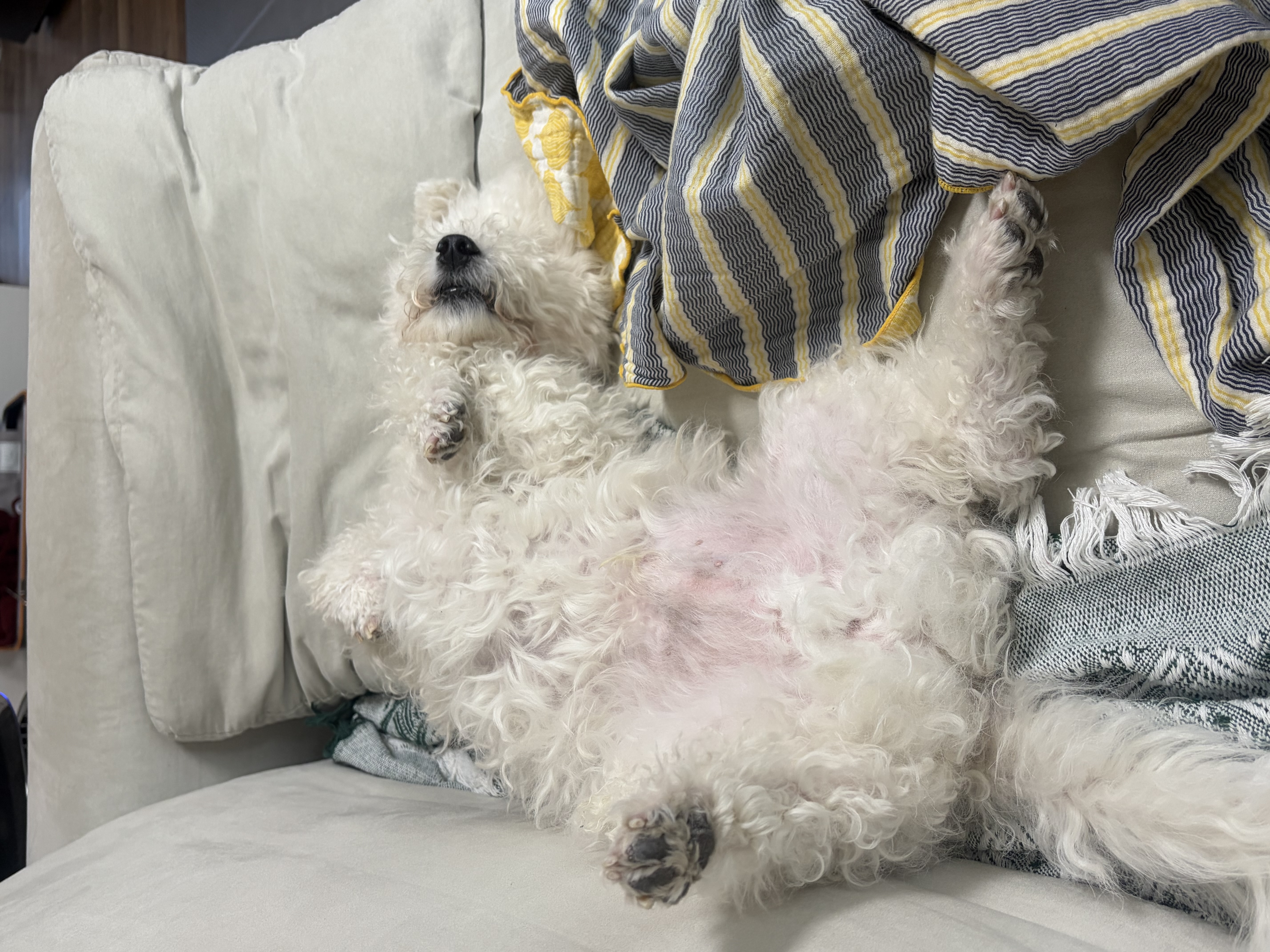 [동키/보령-99] 하남이 생일이 돌아왔어요!