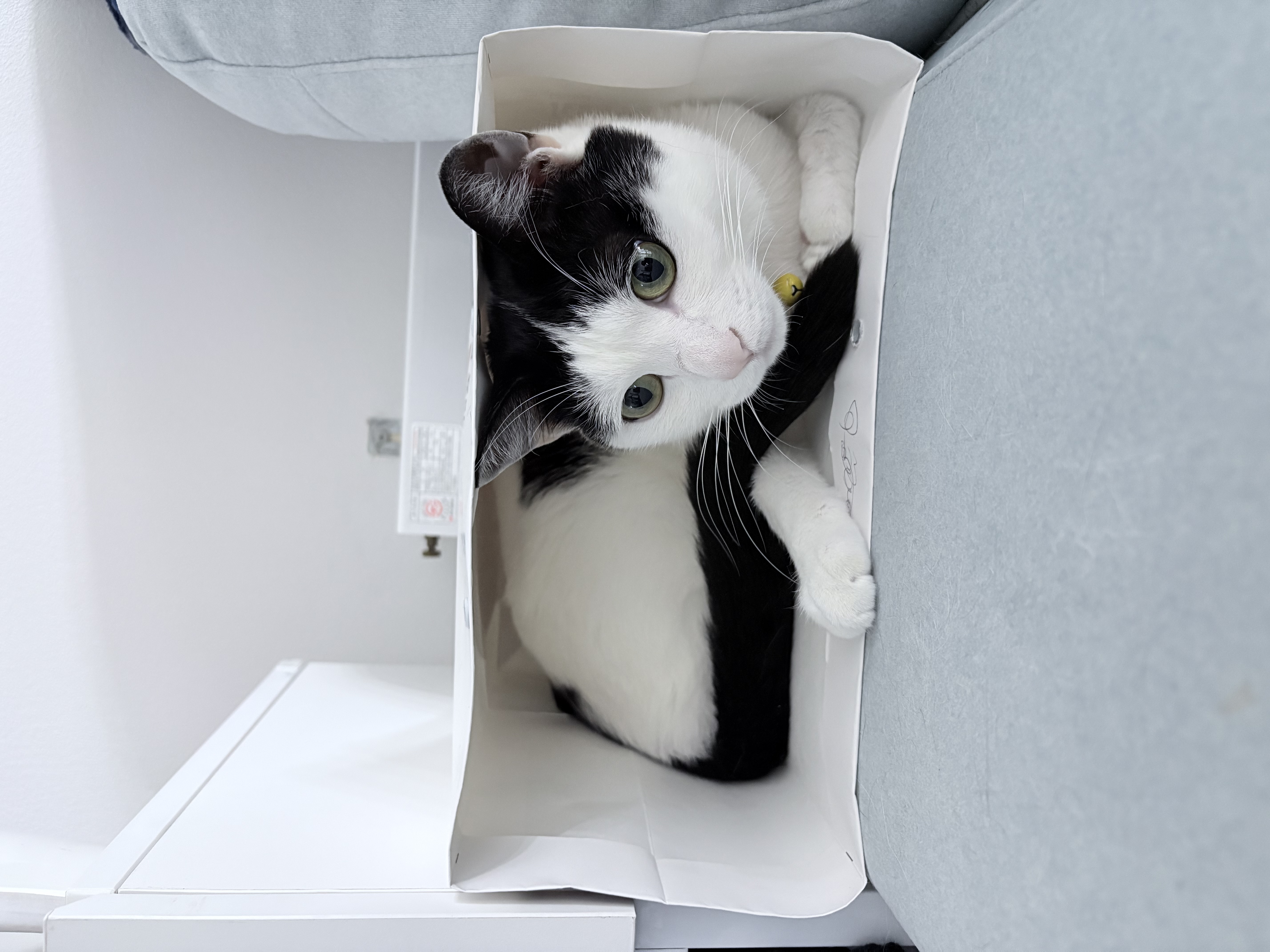 하니영이 입양 벌써 5년