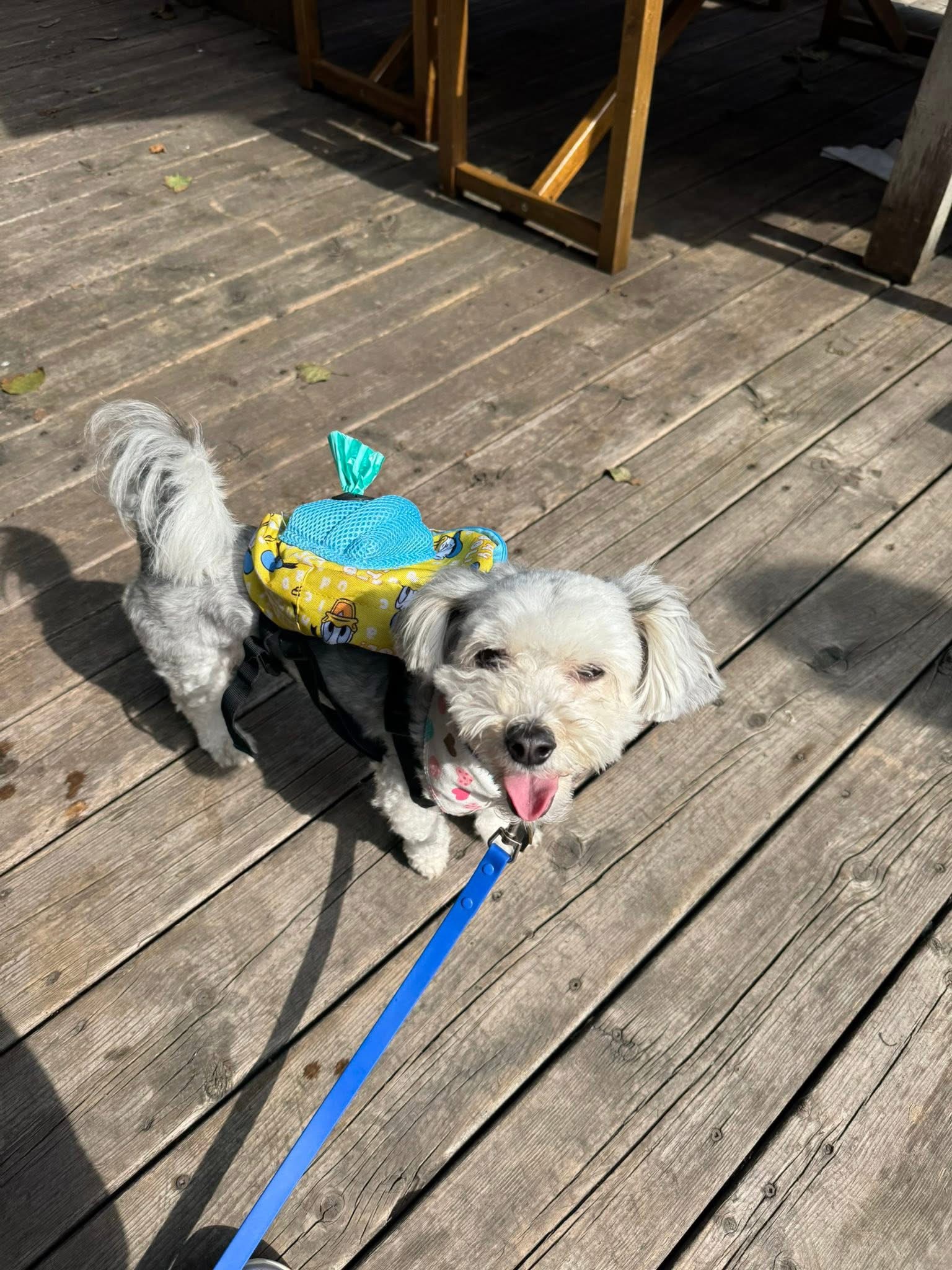 [해외입양] 캐나다 토론토에서 전해온 '함덕이' 소식💌