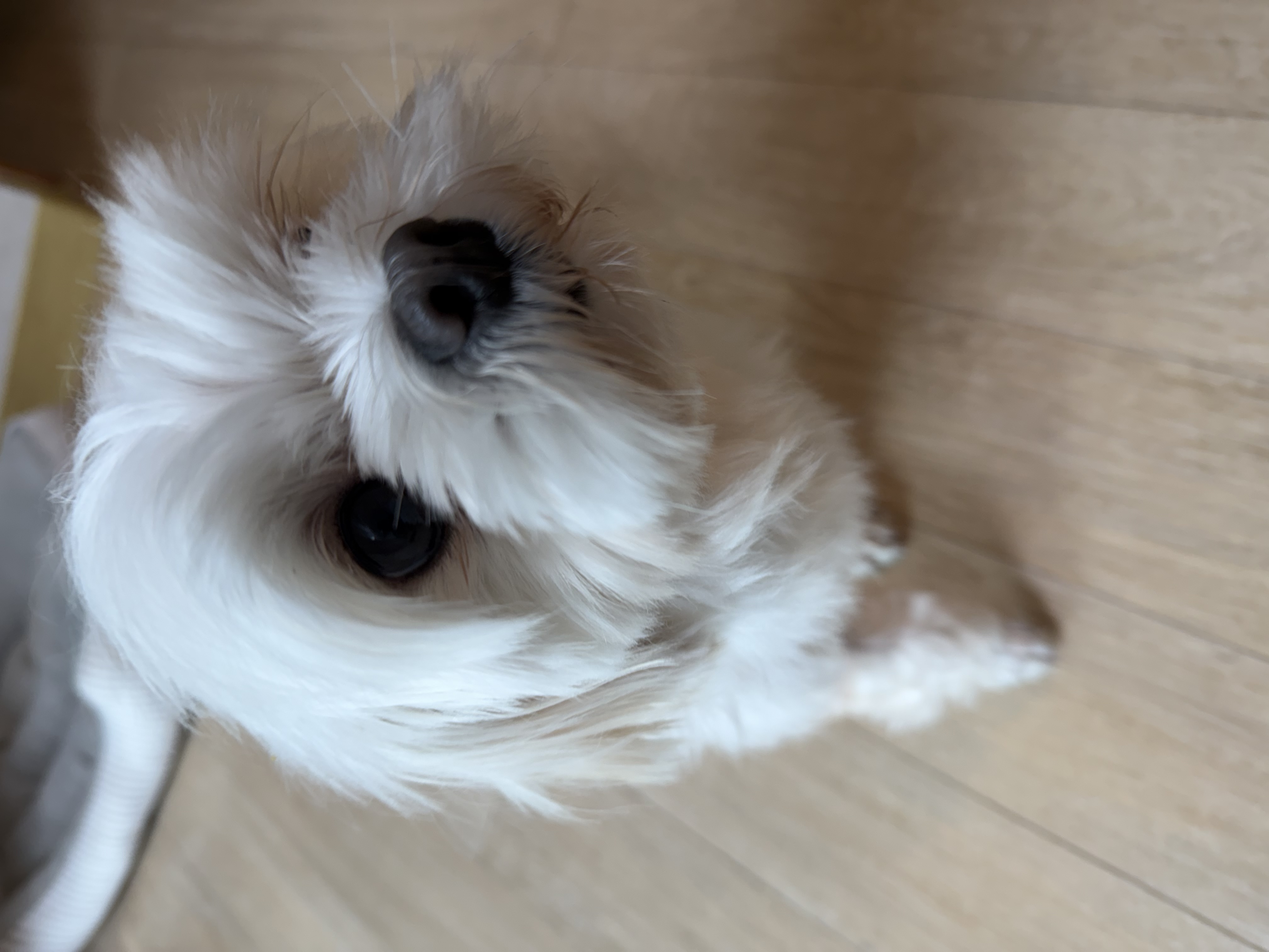 조리 임보 7일차