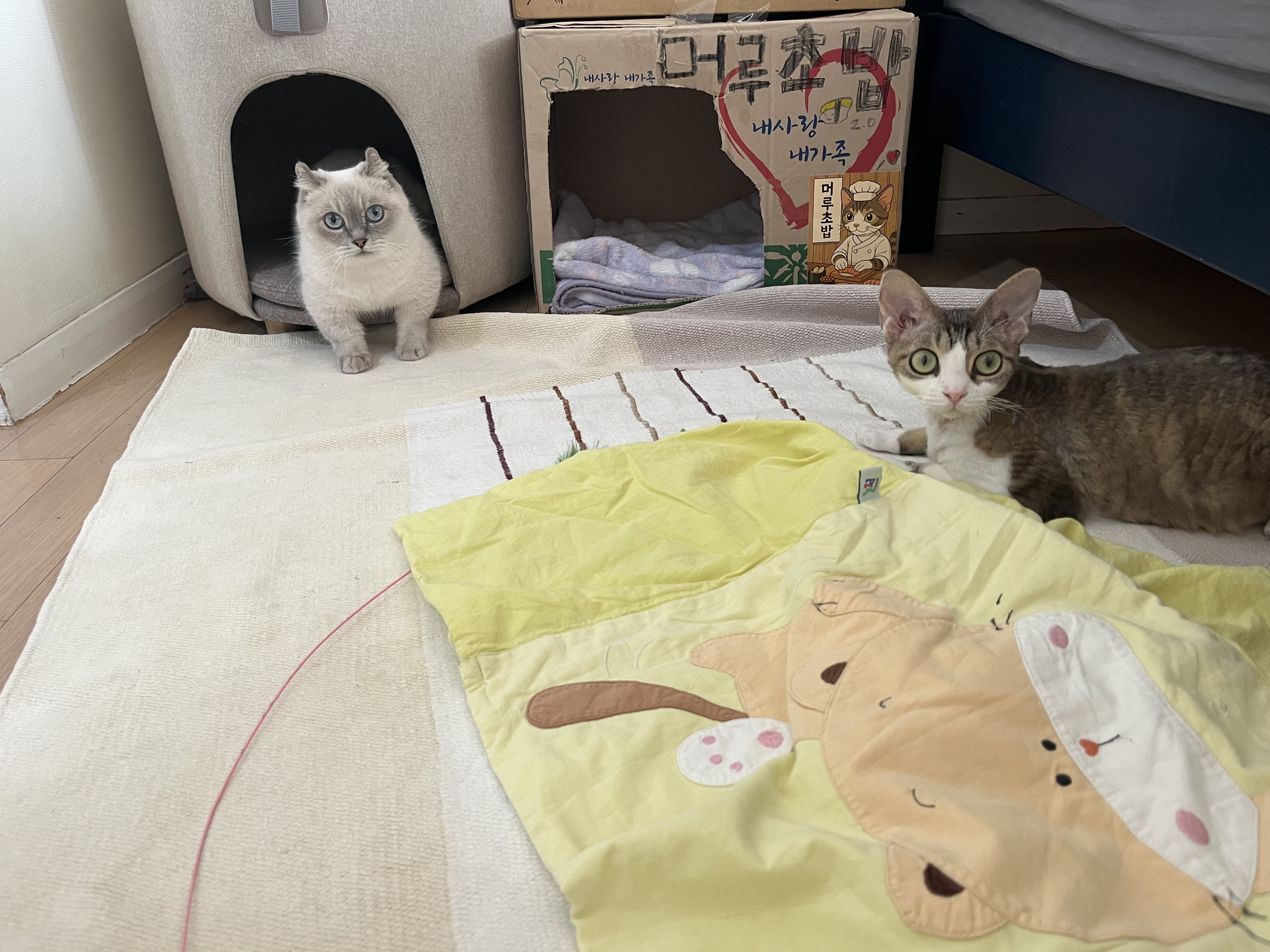 임시보호 한달후 가족이된 하츄(버찌)