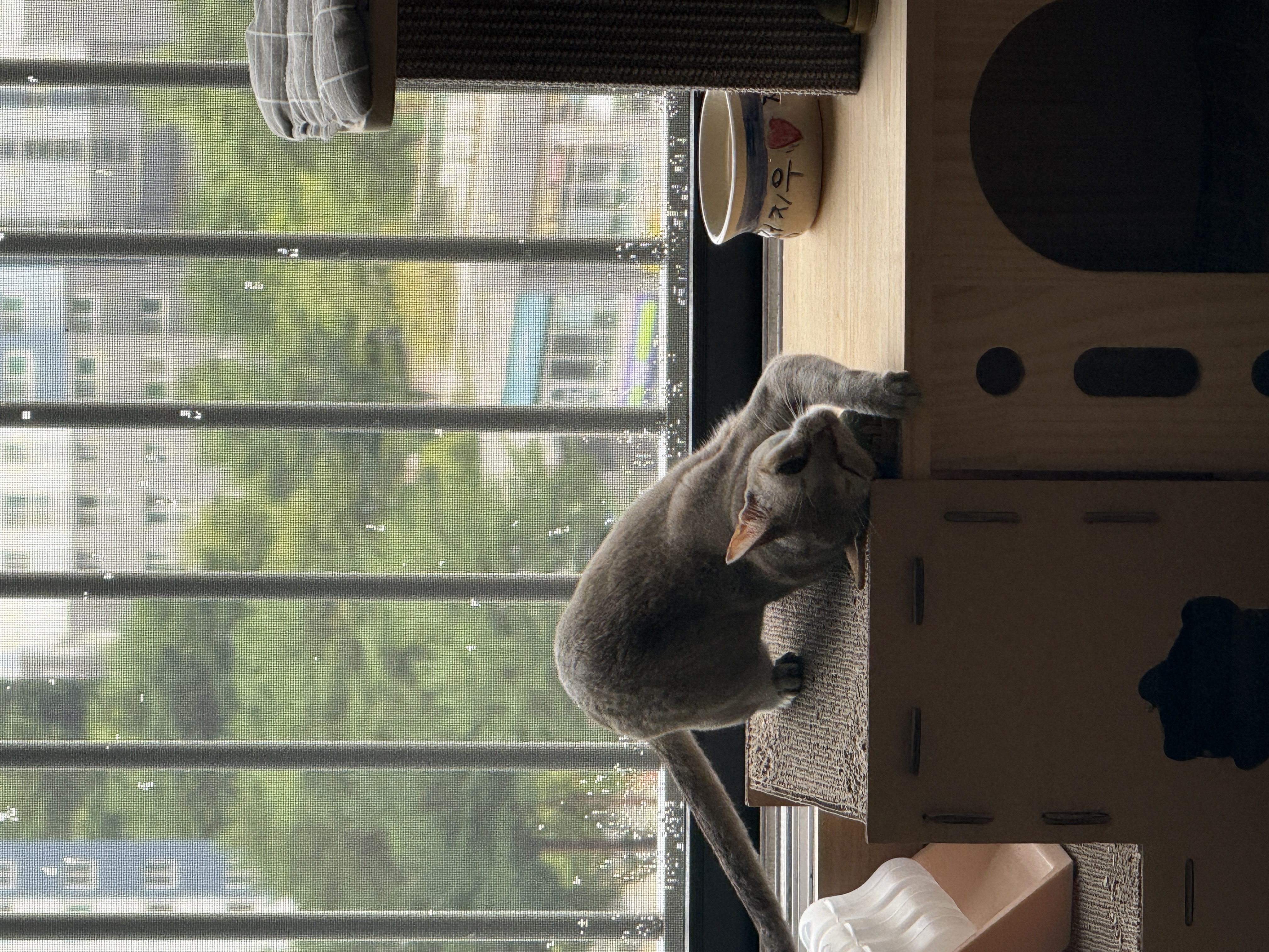 또봉이&#40;이요&#41;3개월 후기