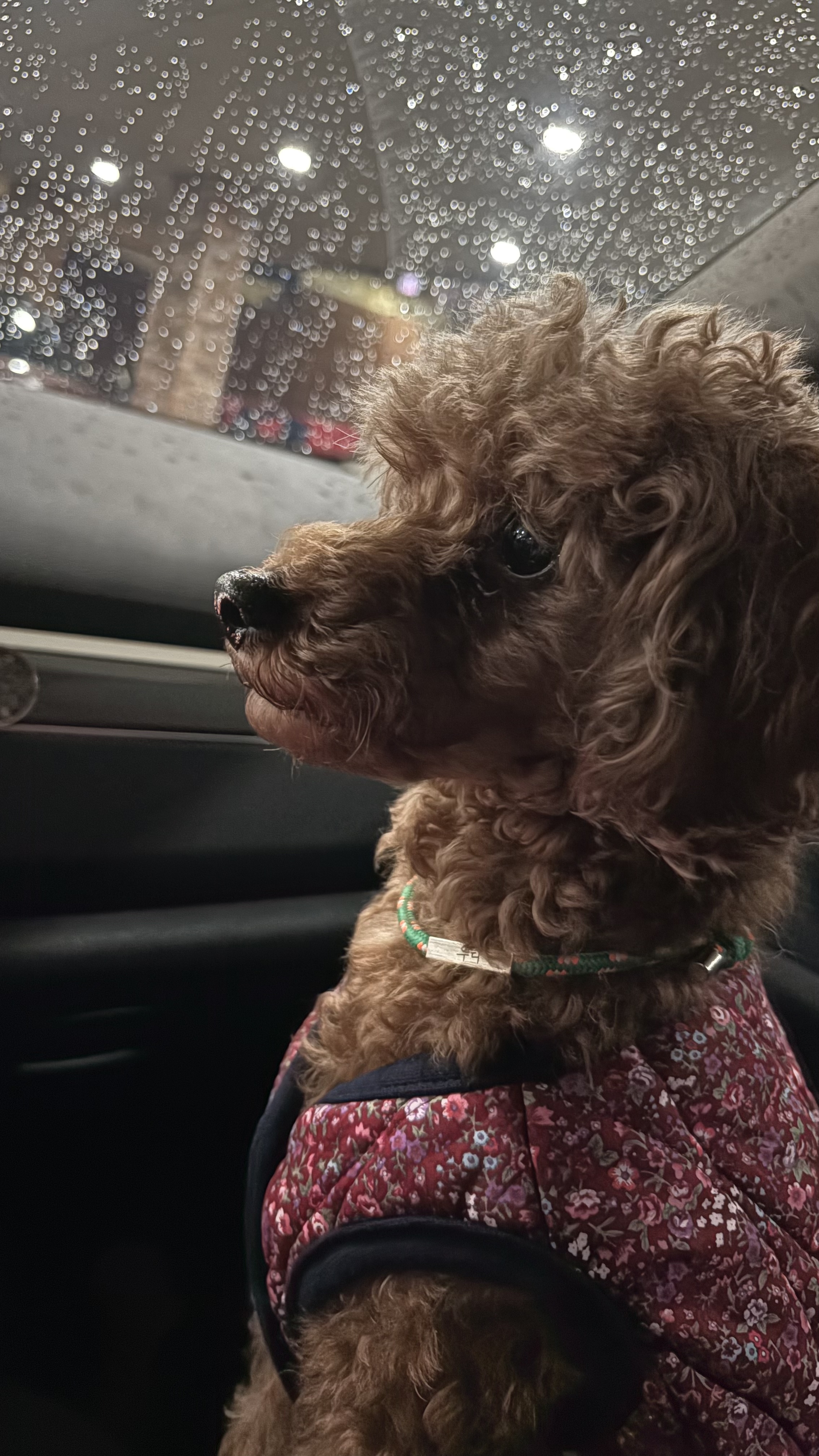 보사의 3개월 후기 