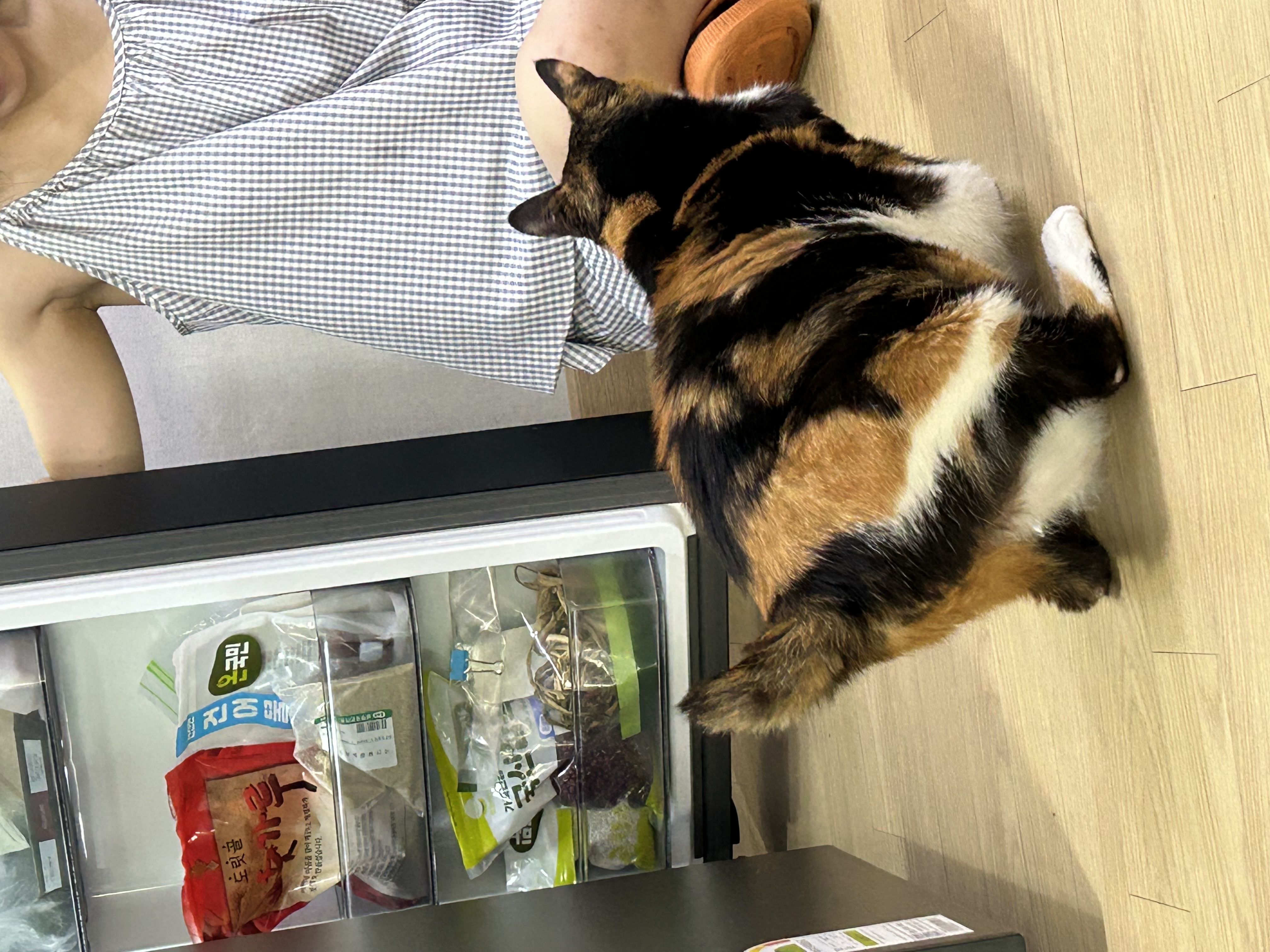 달이가 됀 달냥이