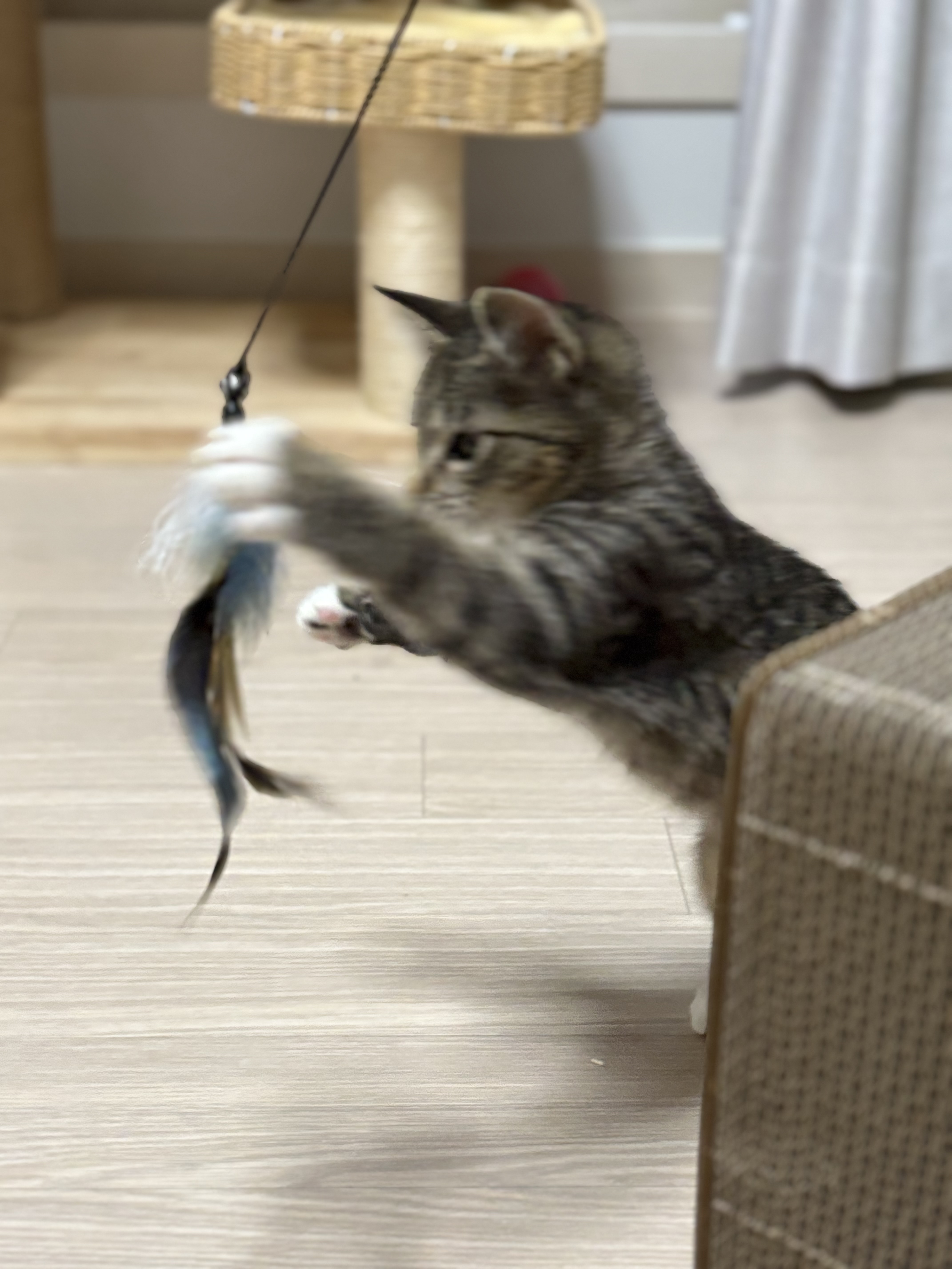 구 애옹 현 하리 입양 일주일차 후기