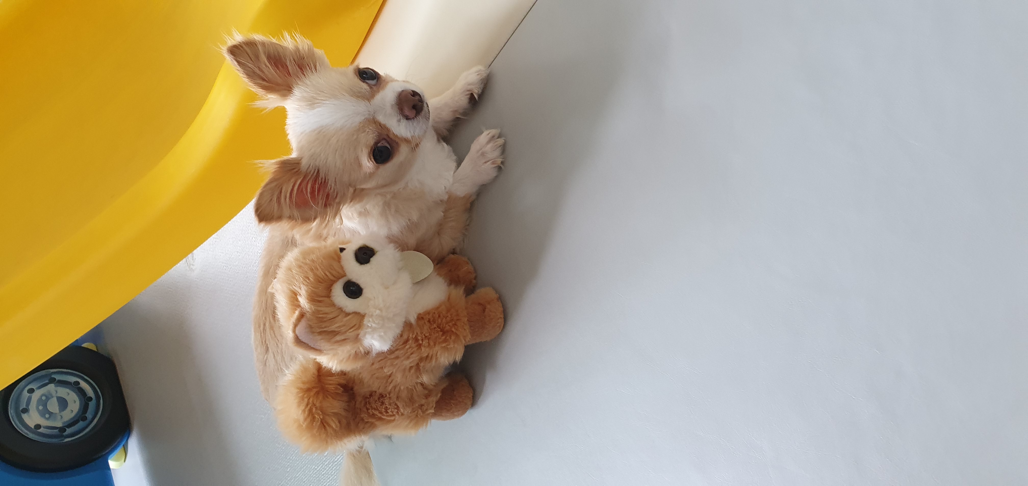 달코미(이현이)  소식입니다