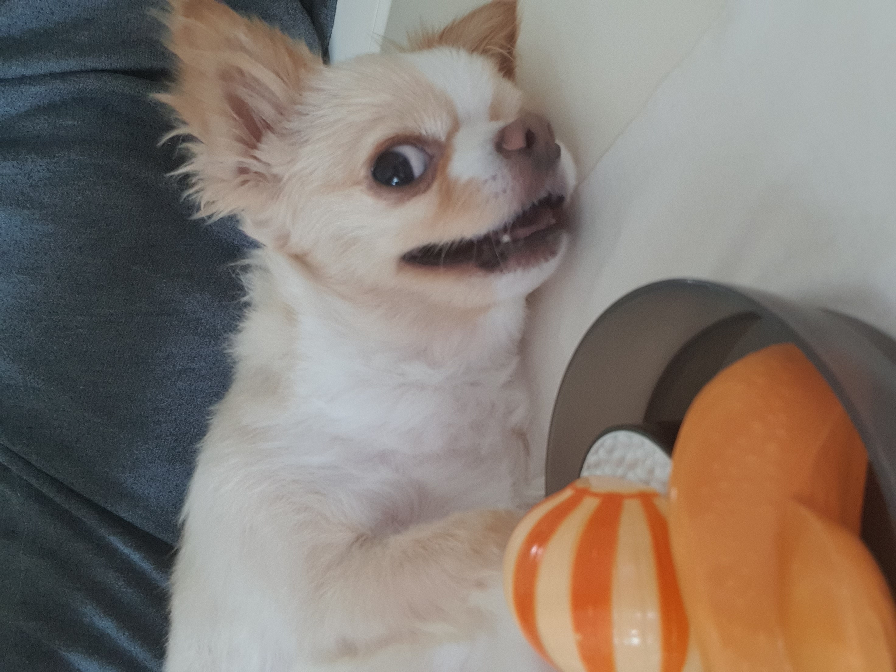 달코미(이현이)  소식입니다