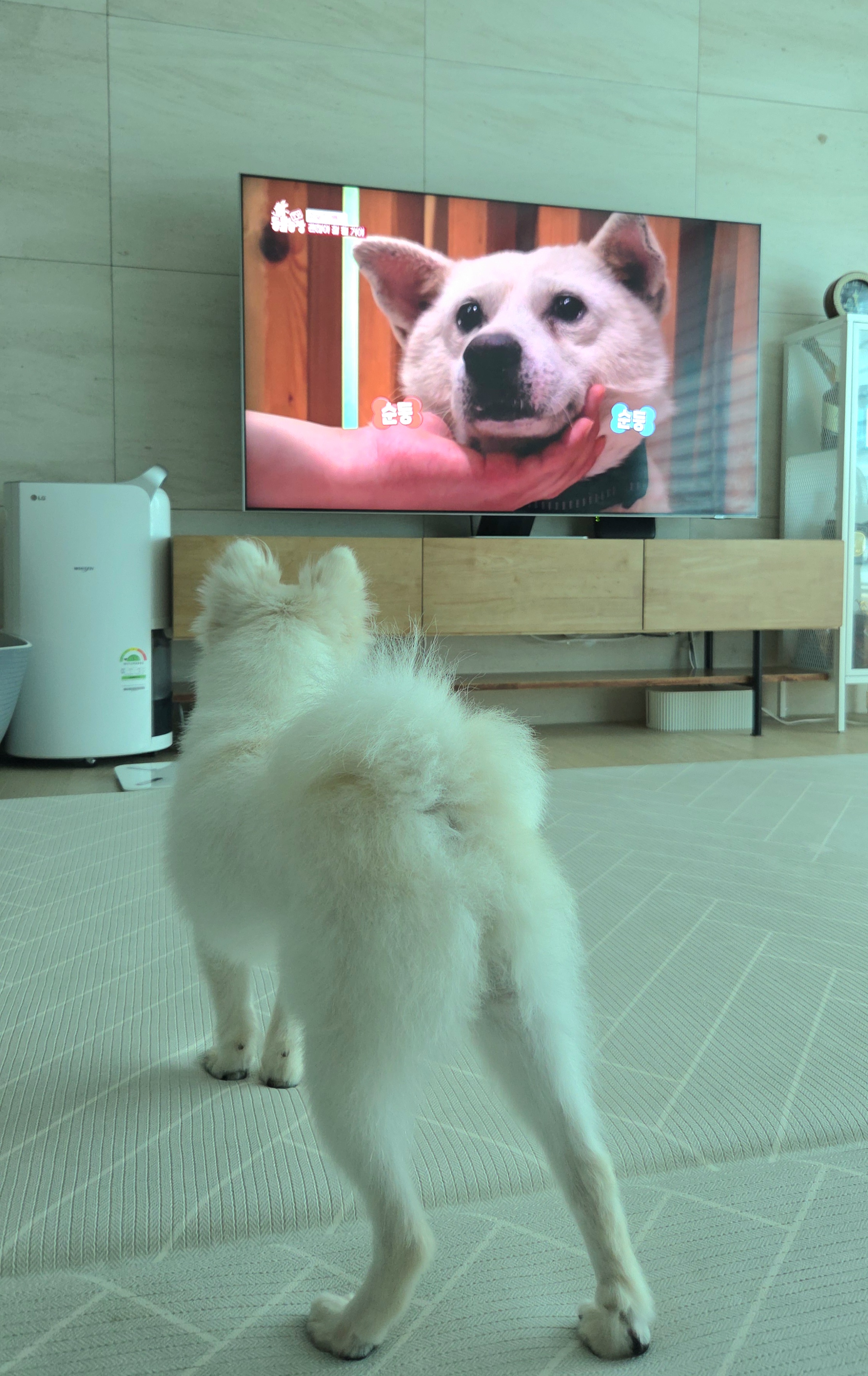 리유 임보 일주일차 🤍