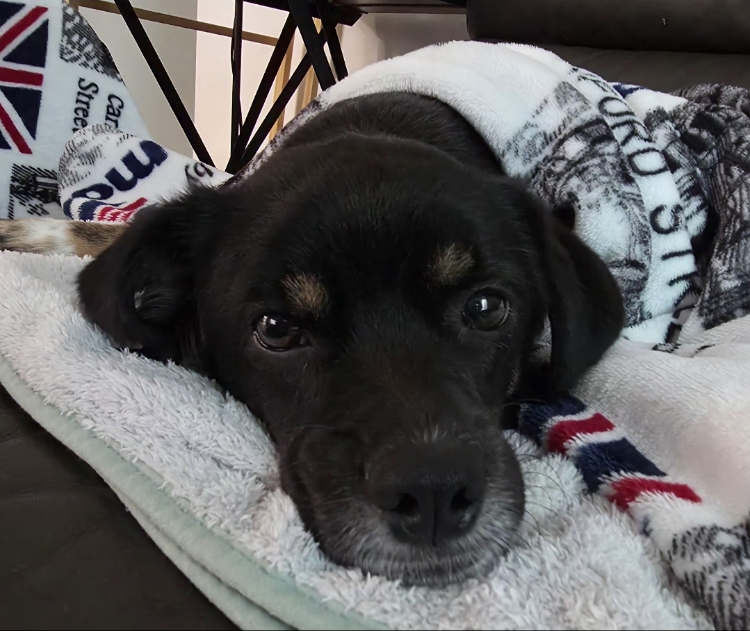 두양이 잘지내고 있습니다~