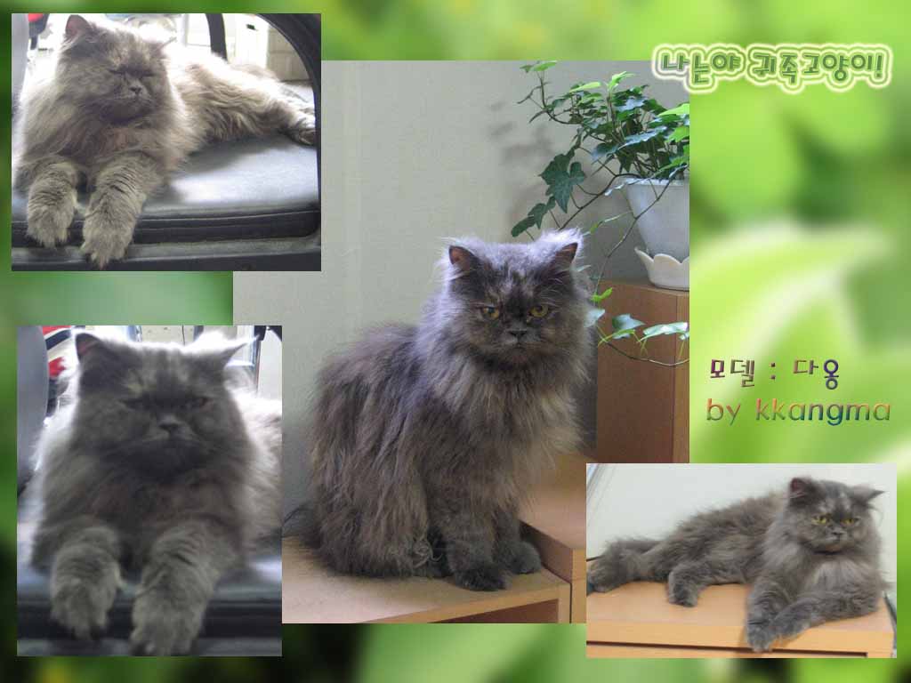 아옹, 다옹