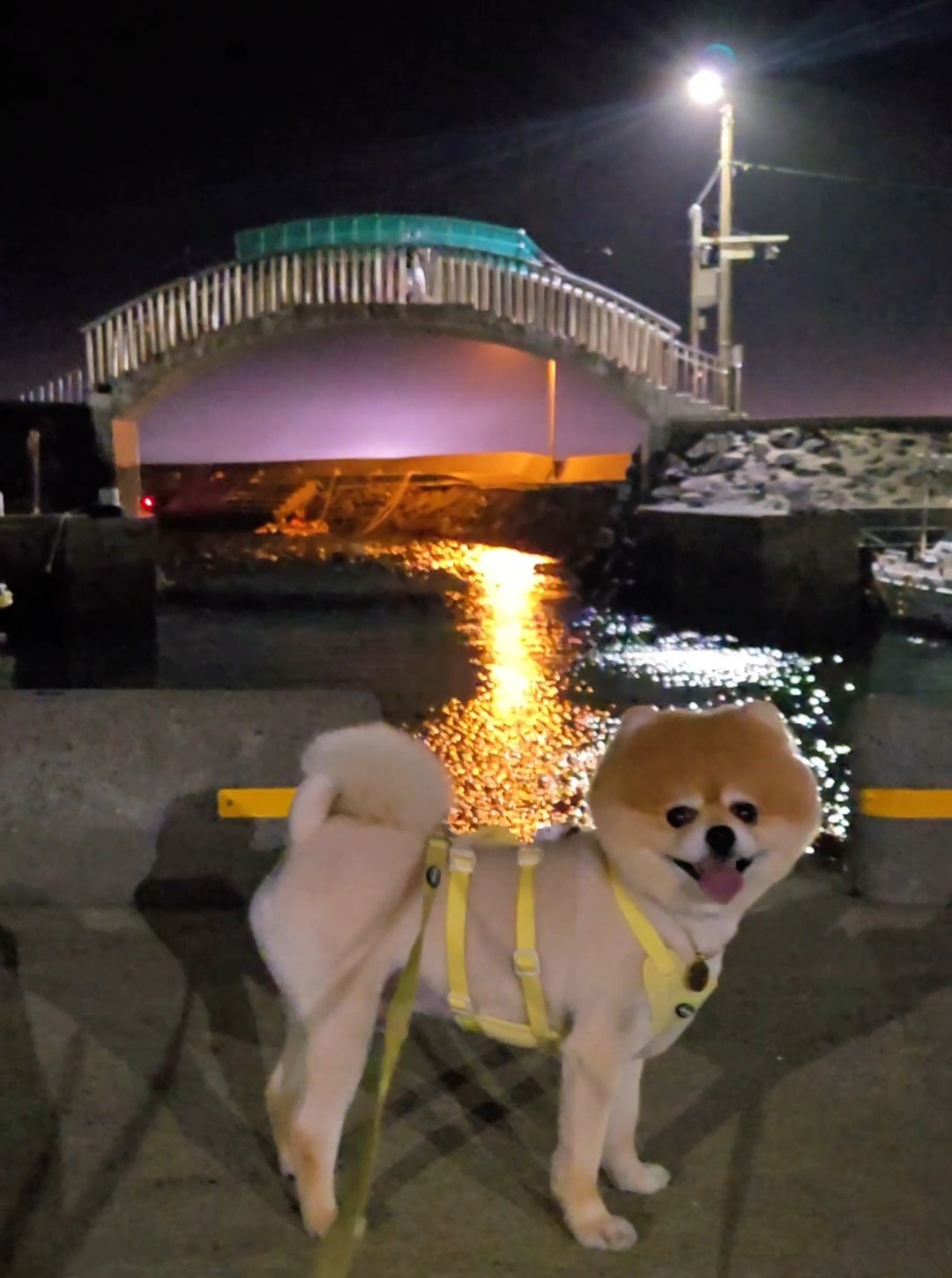 뽀심이(동식이) 입양 후 2년 후기입니다!!