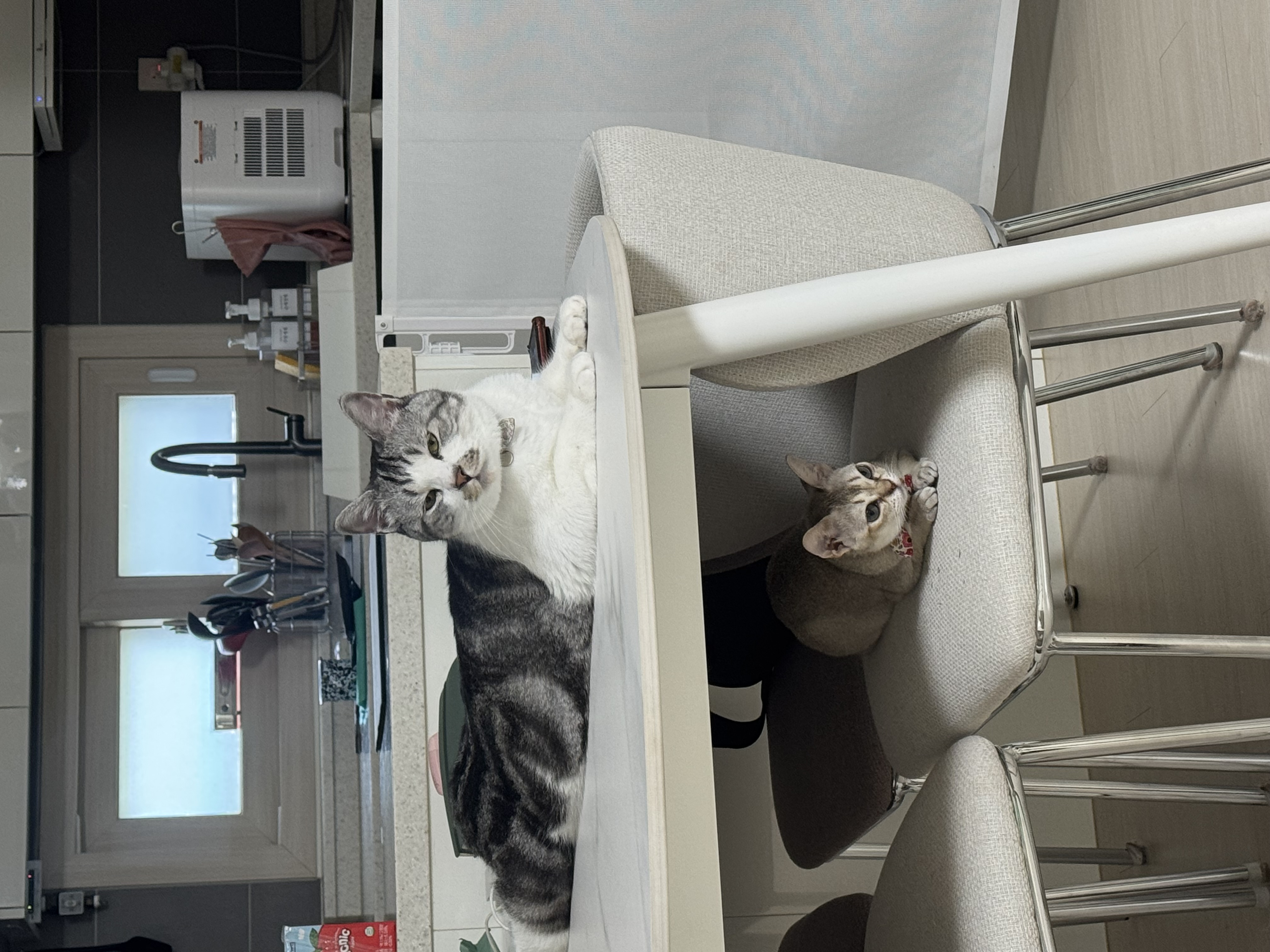 집냥이 한달 차 보리(울산 구조묘 순이)