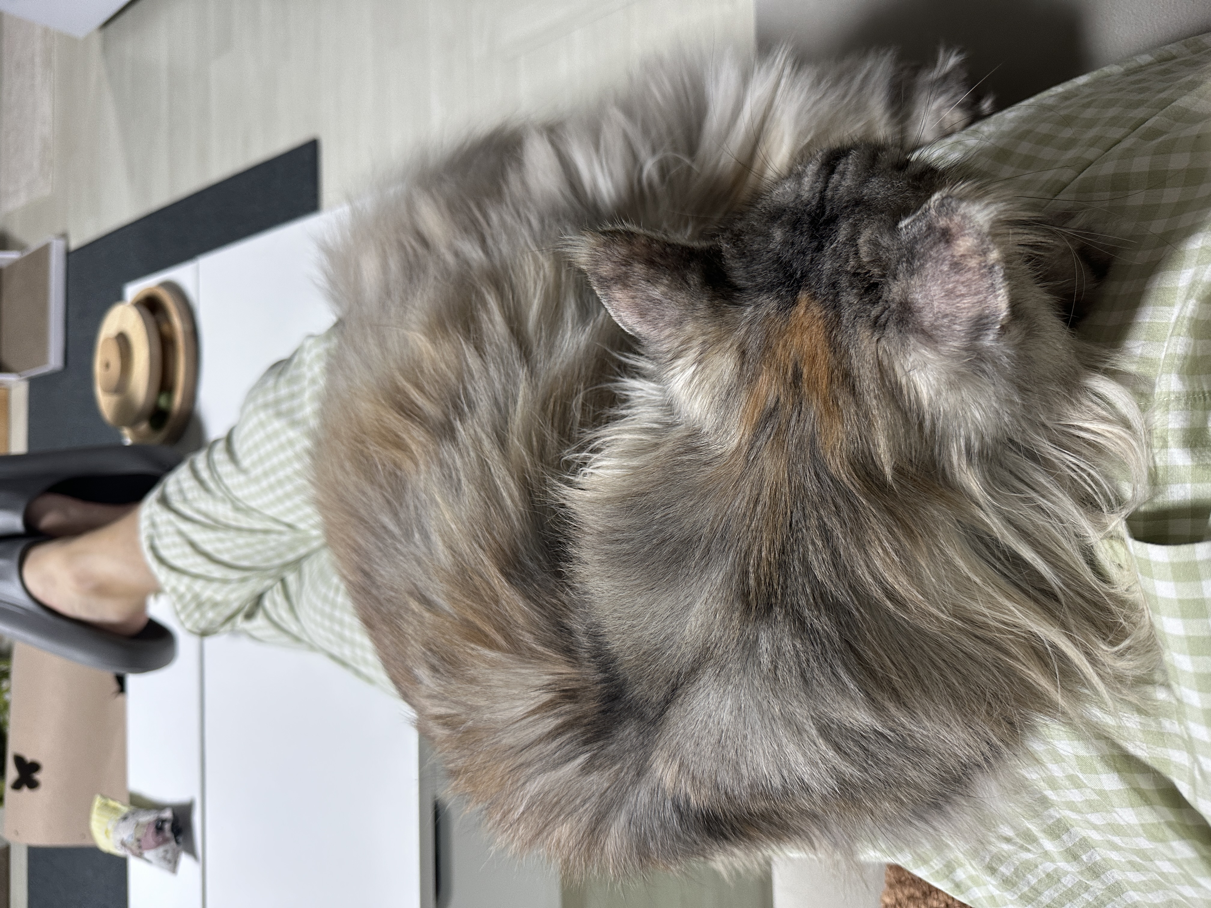 입양 3개월 백호야(이쿤이) 소식입니디