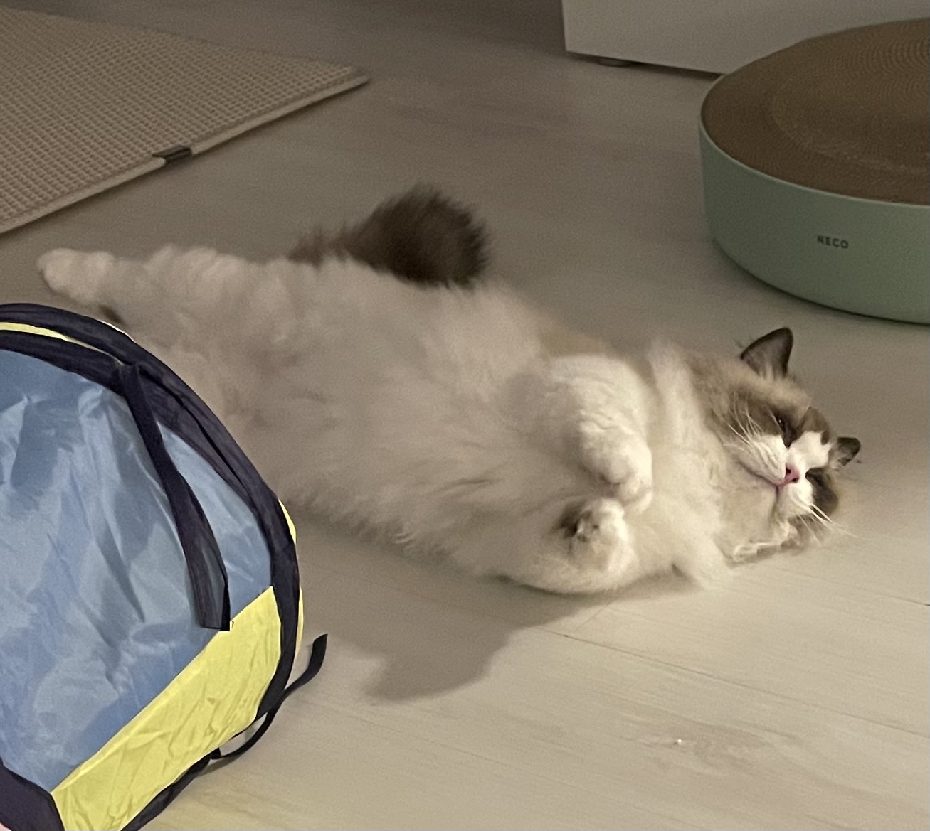 춘식(마루미)이 입양 일주일