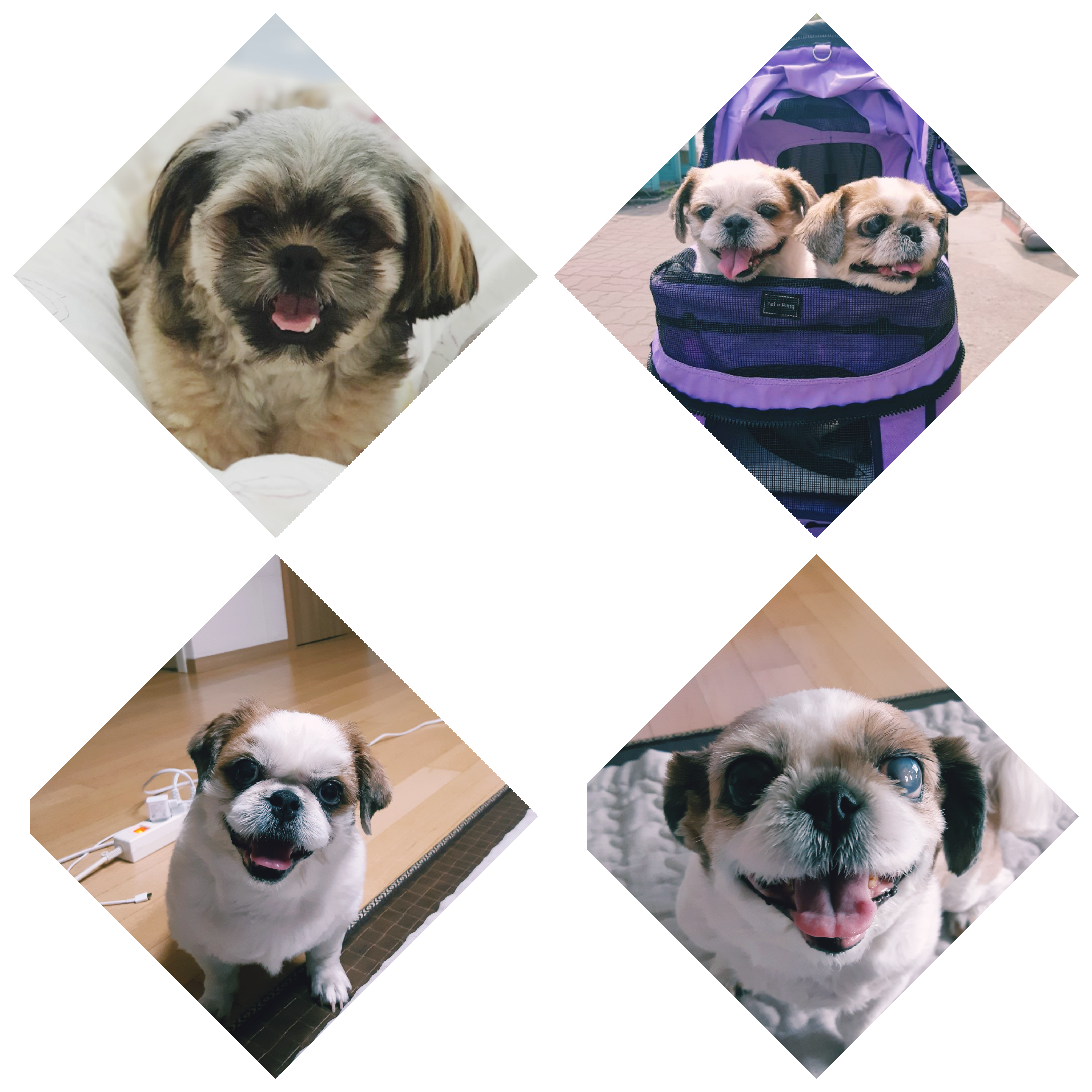 우리 세남이(흑미)