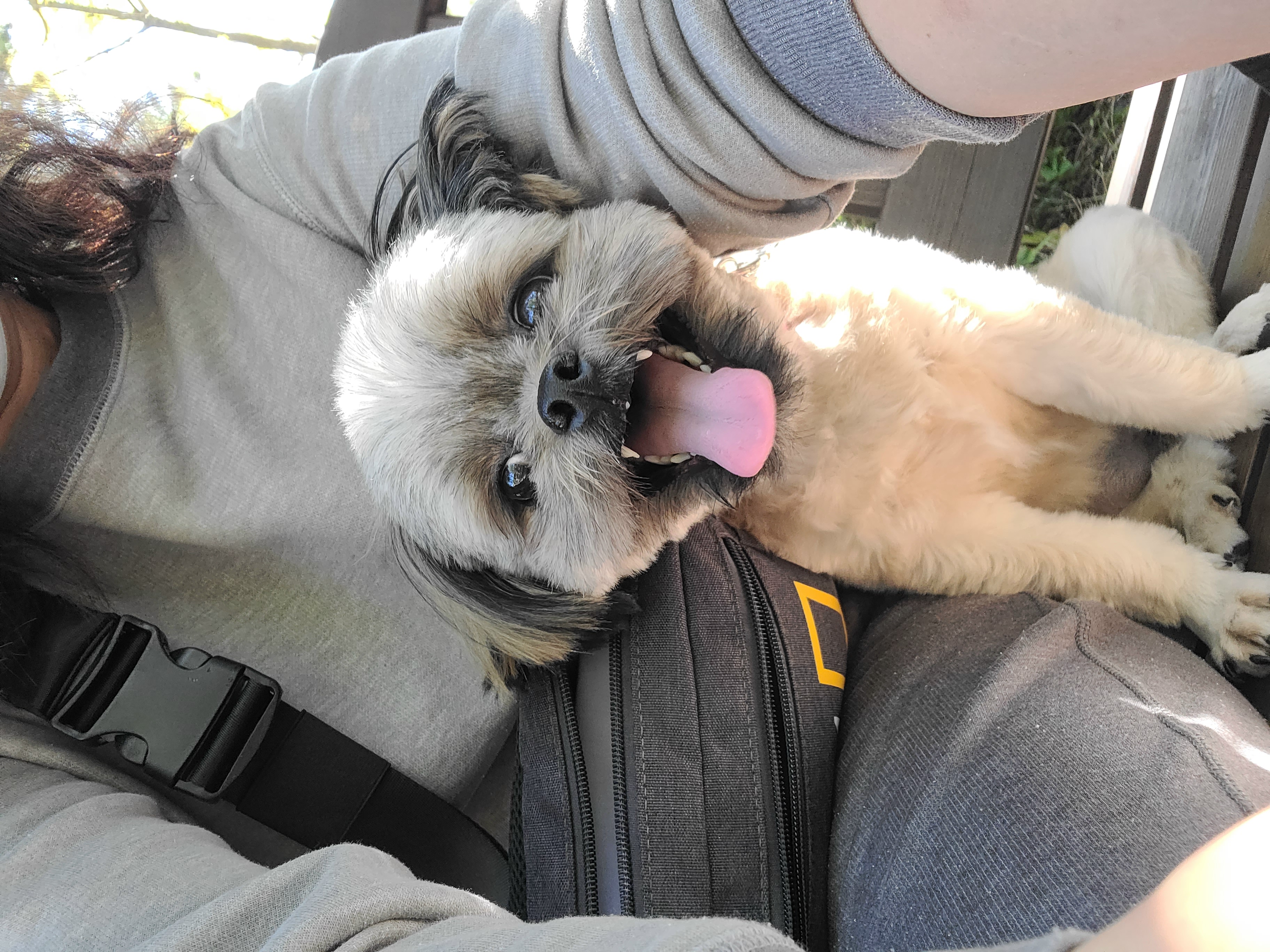 우리 세남이(흑미)