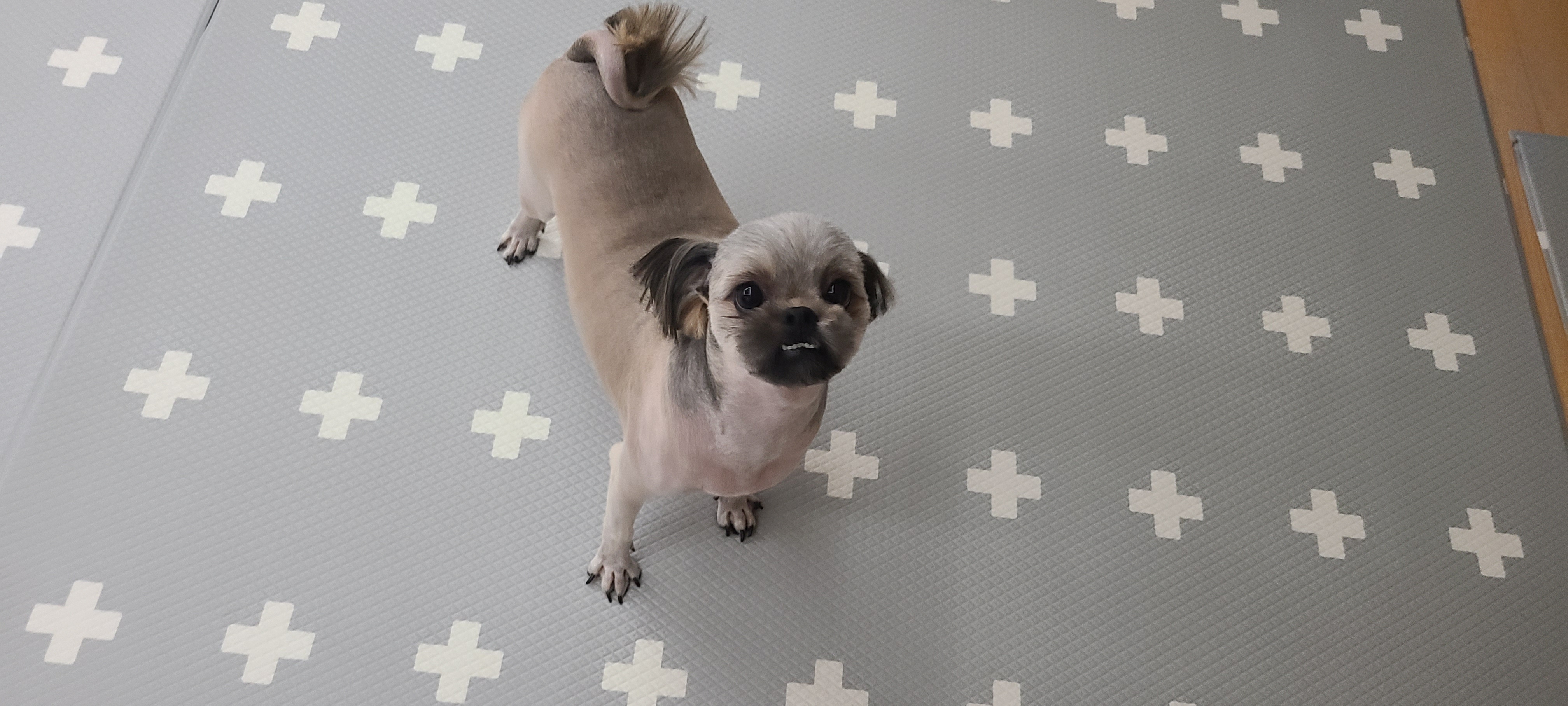 우리 세남이(흑미)