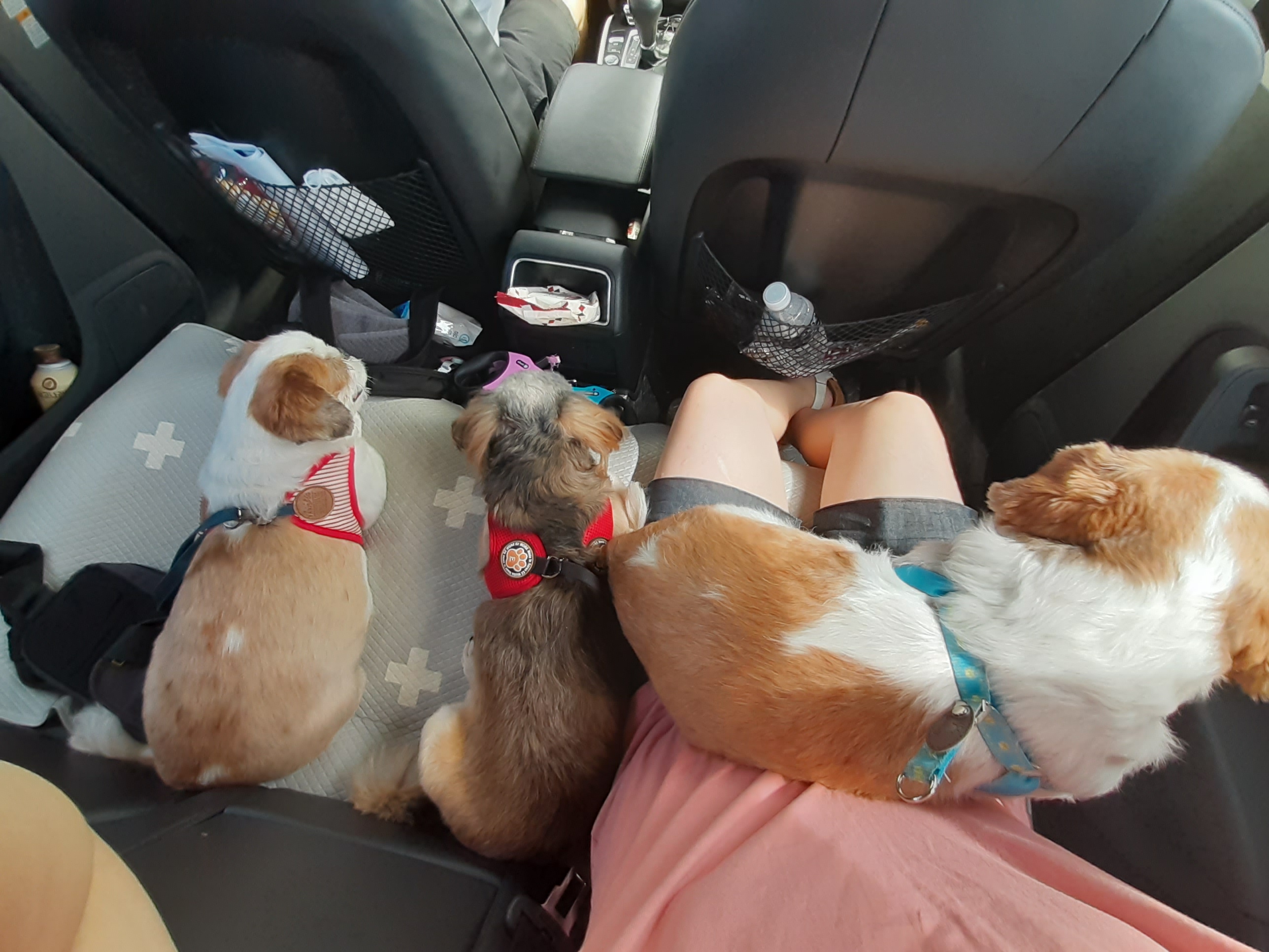 우리 세남이(흑미)