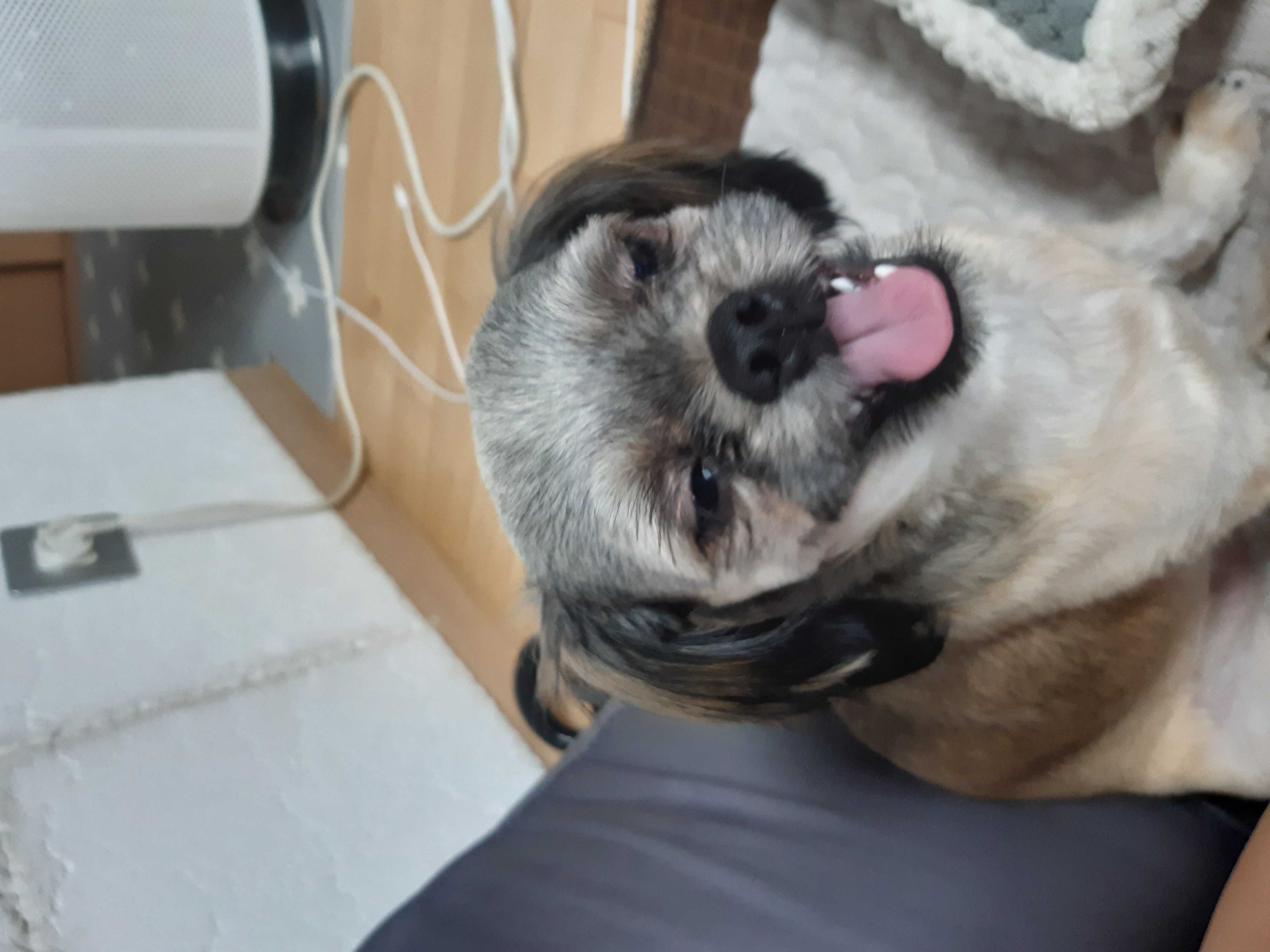 우리 세남이(흑미)