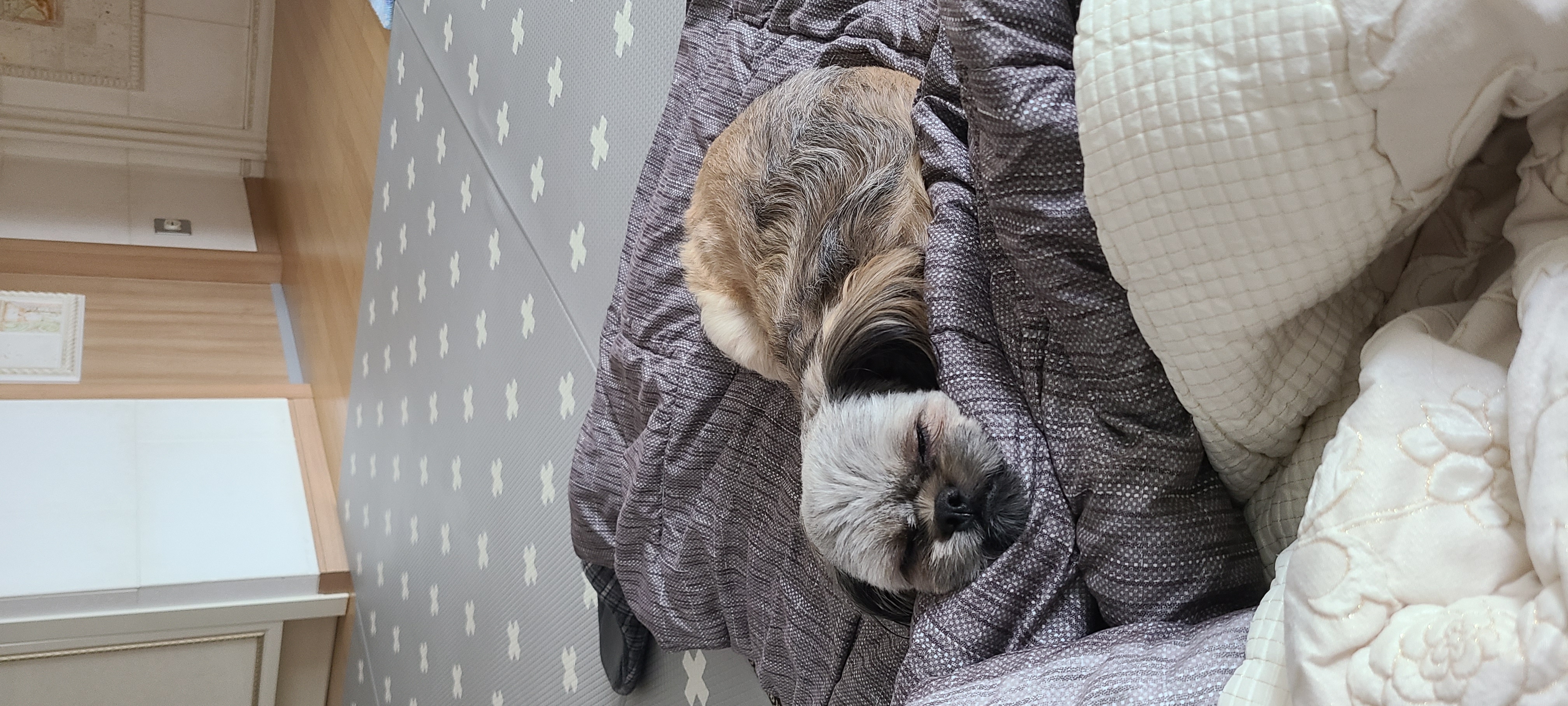 우리 세남이(흑미)