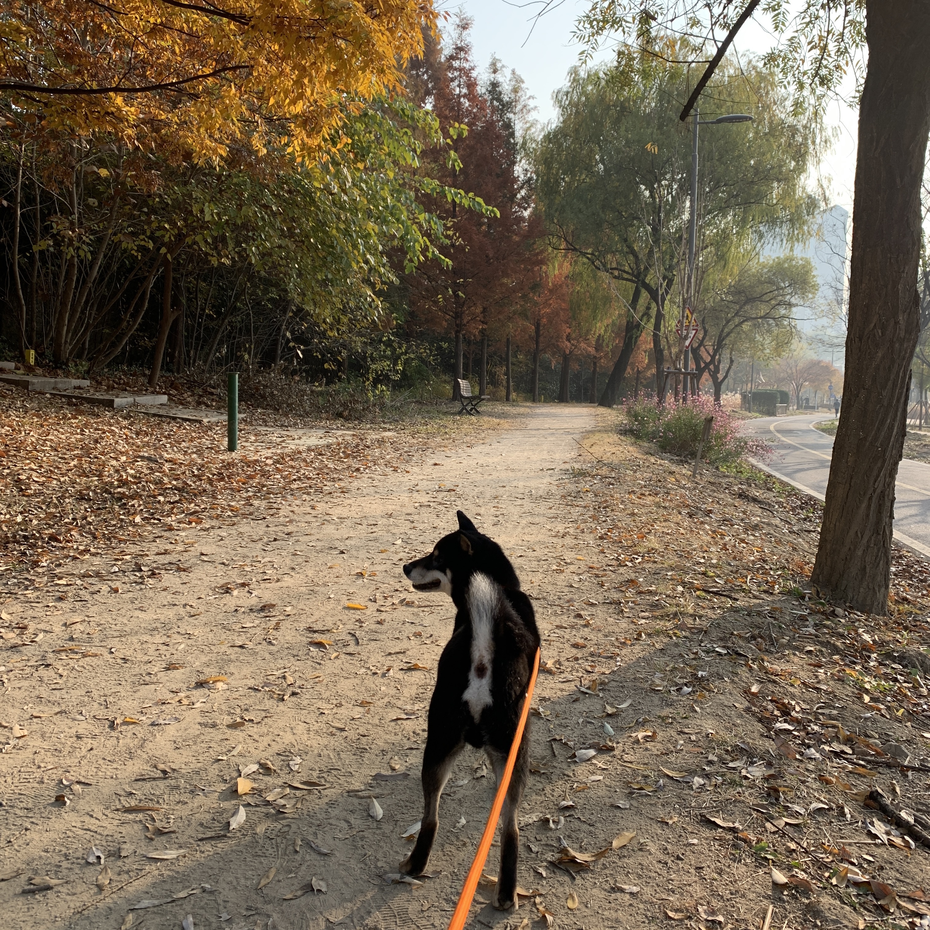 한구(구.마징가) 한달 입양 후 _ 저희 요즘 참 재밌게 지내요