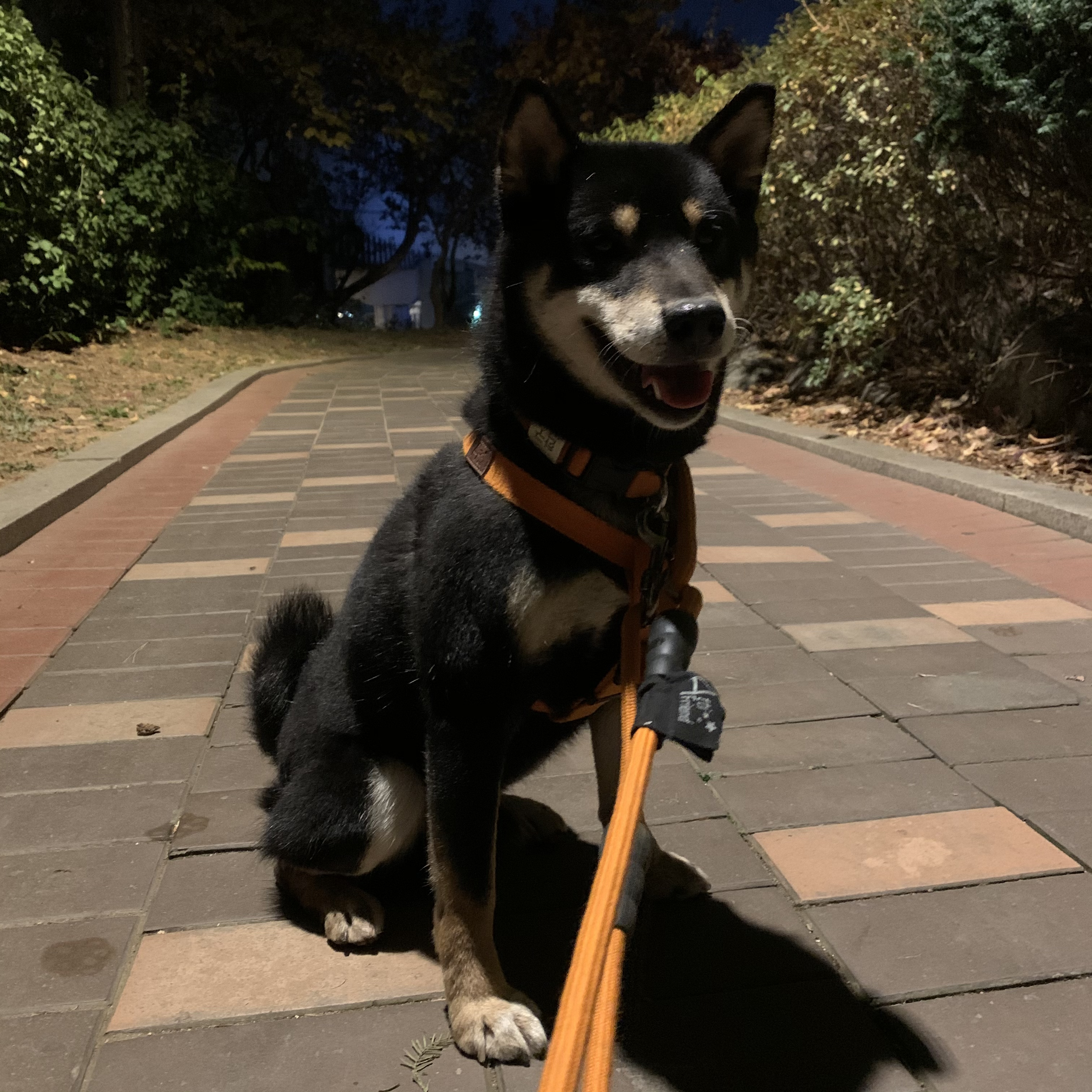 한구(구.마징가) 한달 입양 후 _ 저희 요즘 참 재밌게 지내요
