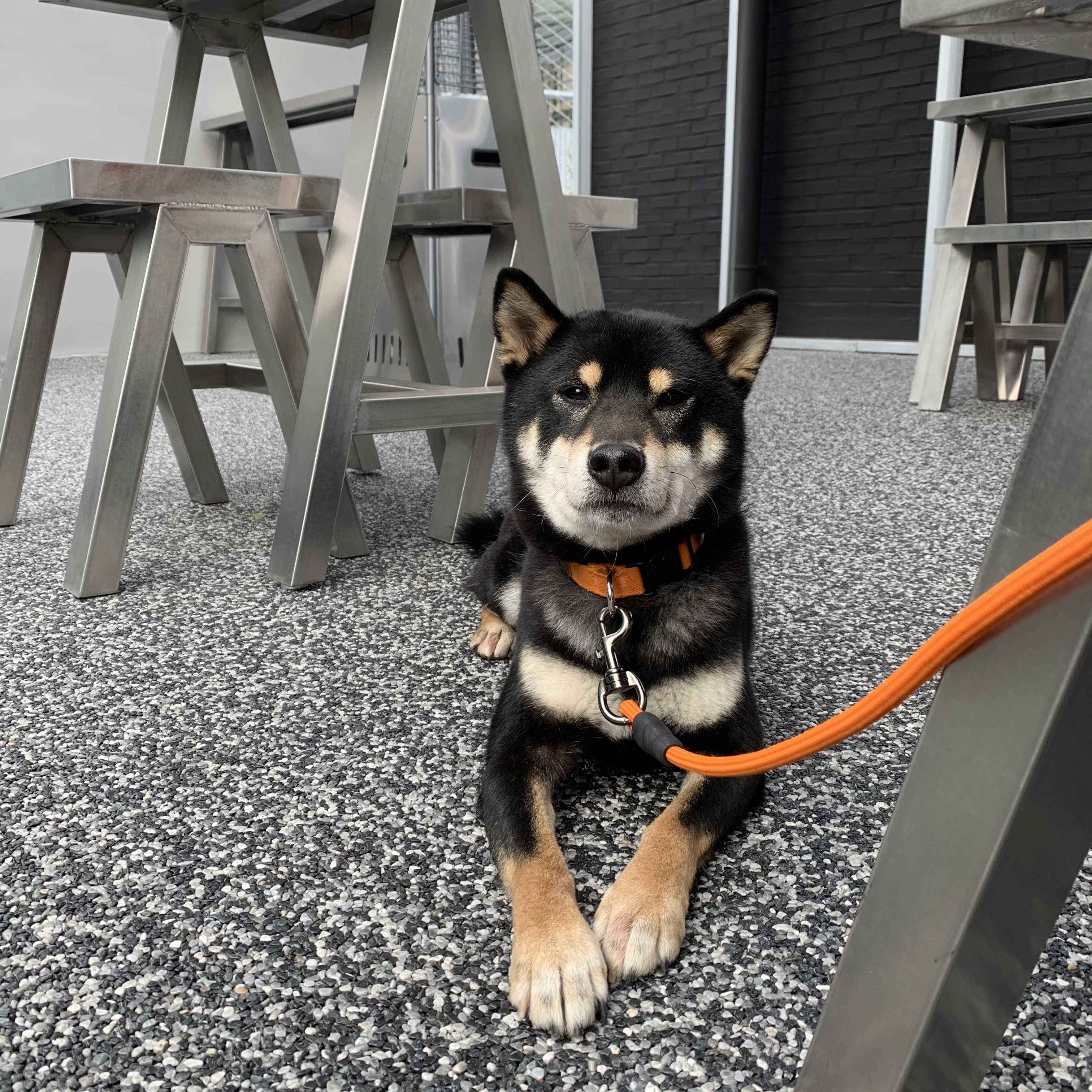 한구(구.마징가) 한달 입양 후 _ 저희 요즘 참 재밌게 지내요