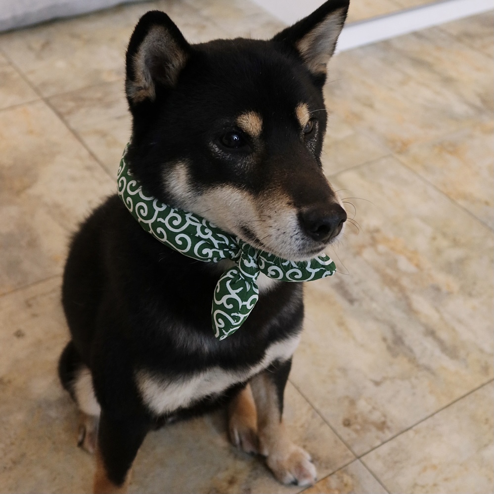 한구(구.마징가) 한달 입양 후 _ 저희 요즘 참 재밌게 지내요