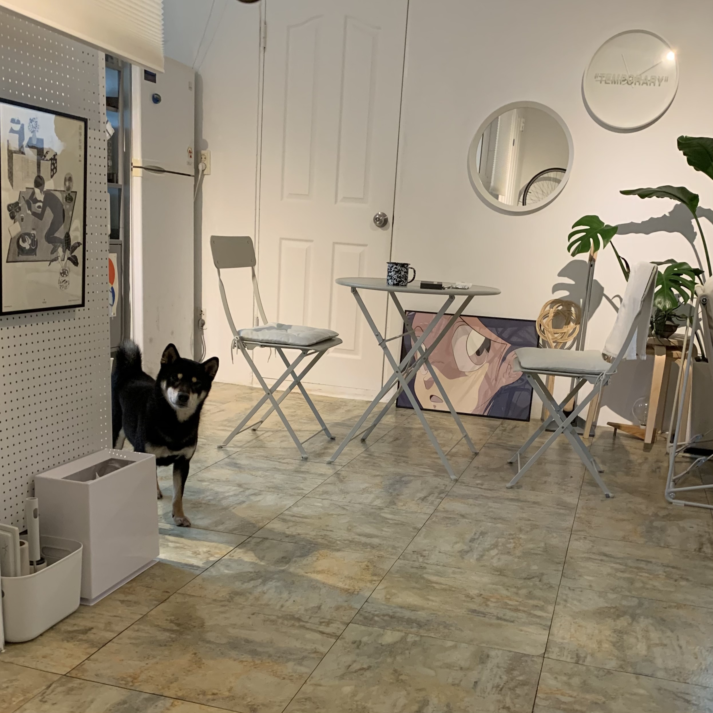 한구(구.마징가) 한달 입양 후 _ 저희 요즘 참 재밌게 지내요