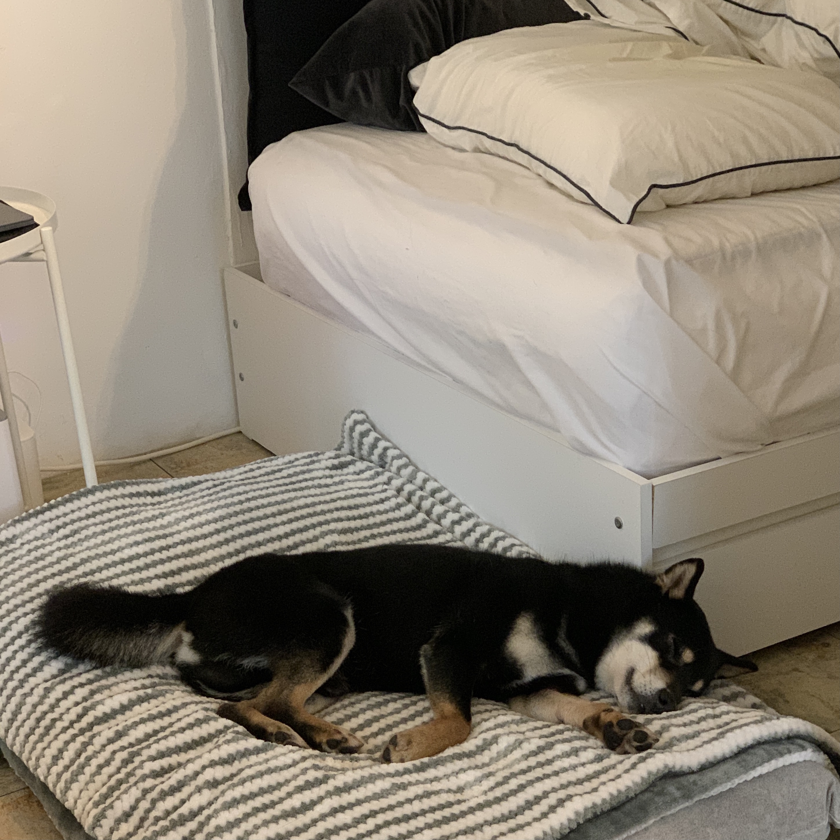 한구(구.마징가) 한달 입양 후 _ 저희 요즘 참 재밌게 지내요