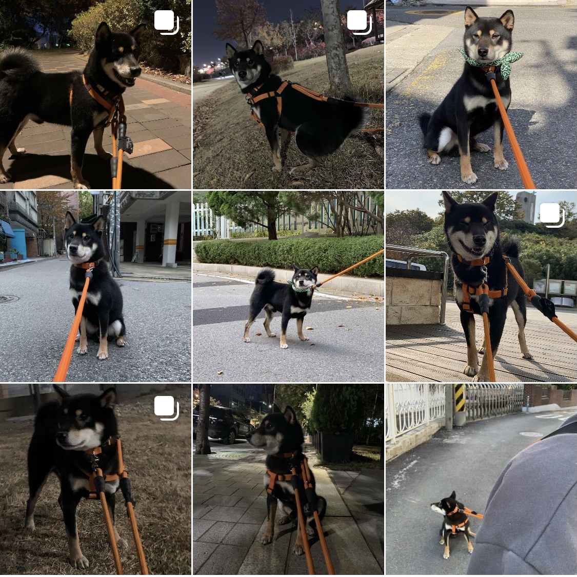 한구(구.마징가) 한달 입양 후 _ 저희 요즘 참 재밌게 지내요