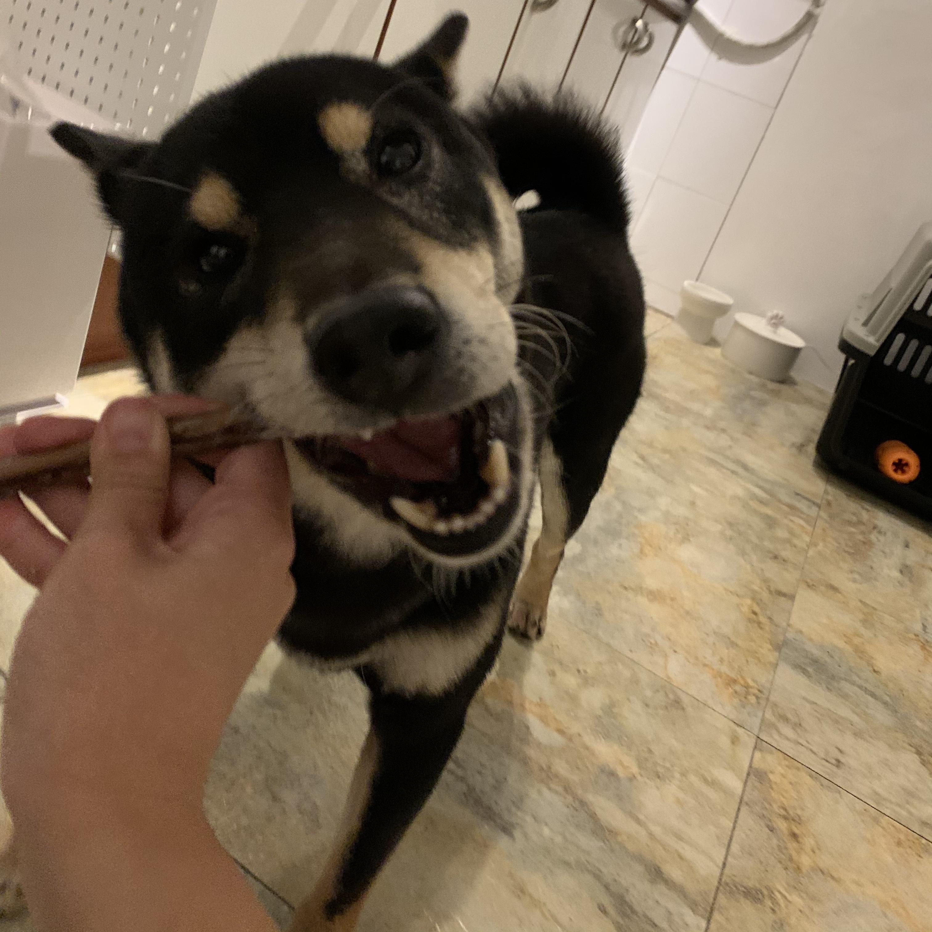 한구(구.마징가) 한달 입양 후 _ 저희 요즘 참 재밌게 지내요