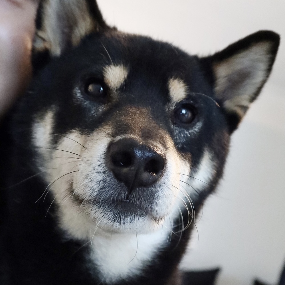 한구(구.마징가) 한달 입양 후 _ 저희 요즘 참 재밌게 지내요