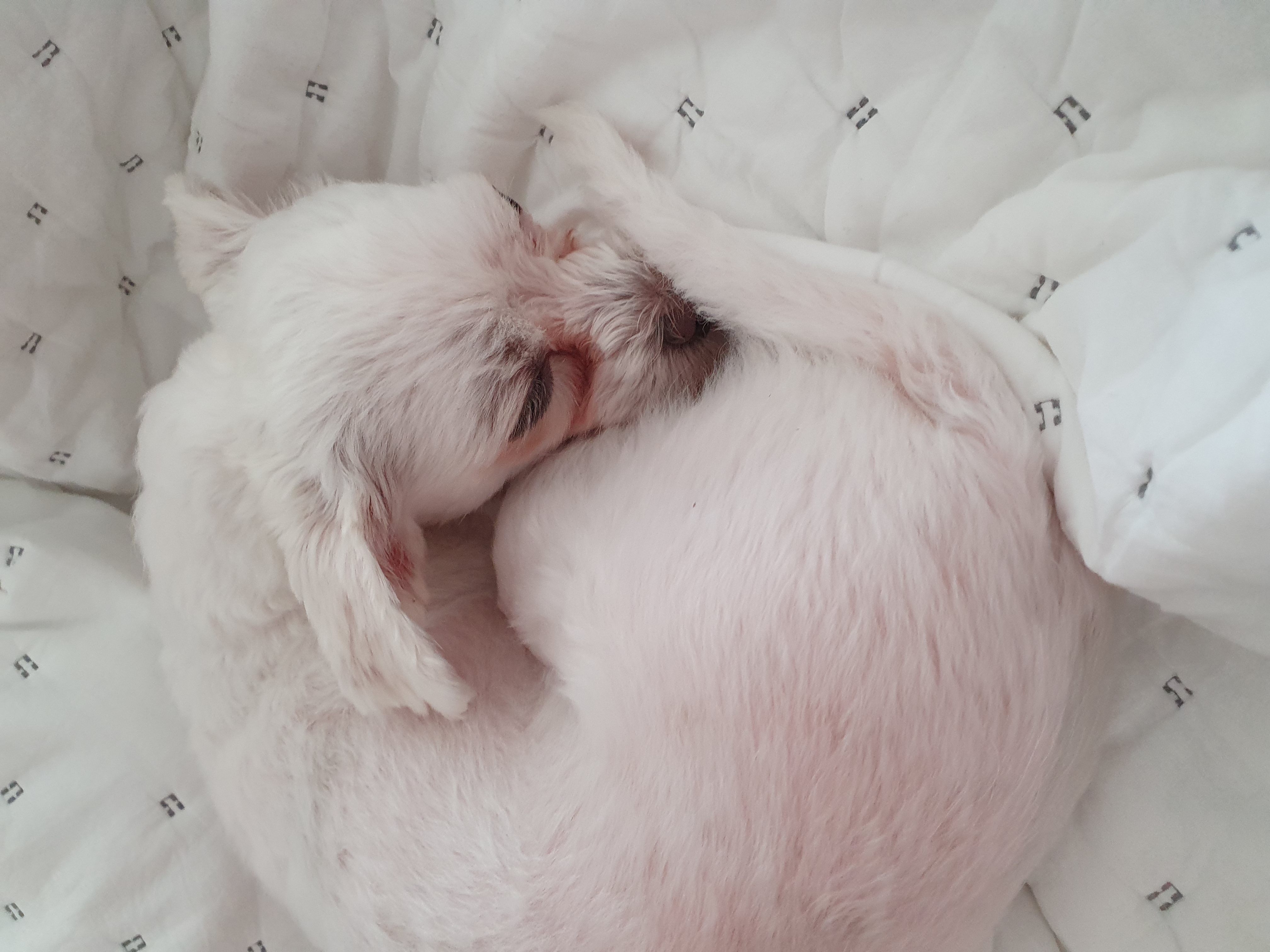 호야가 2년이 지났어요 ^^♡!