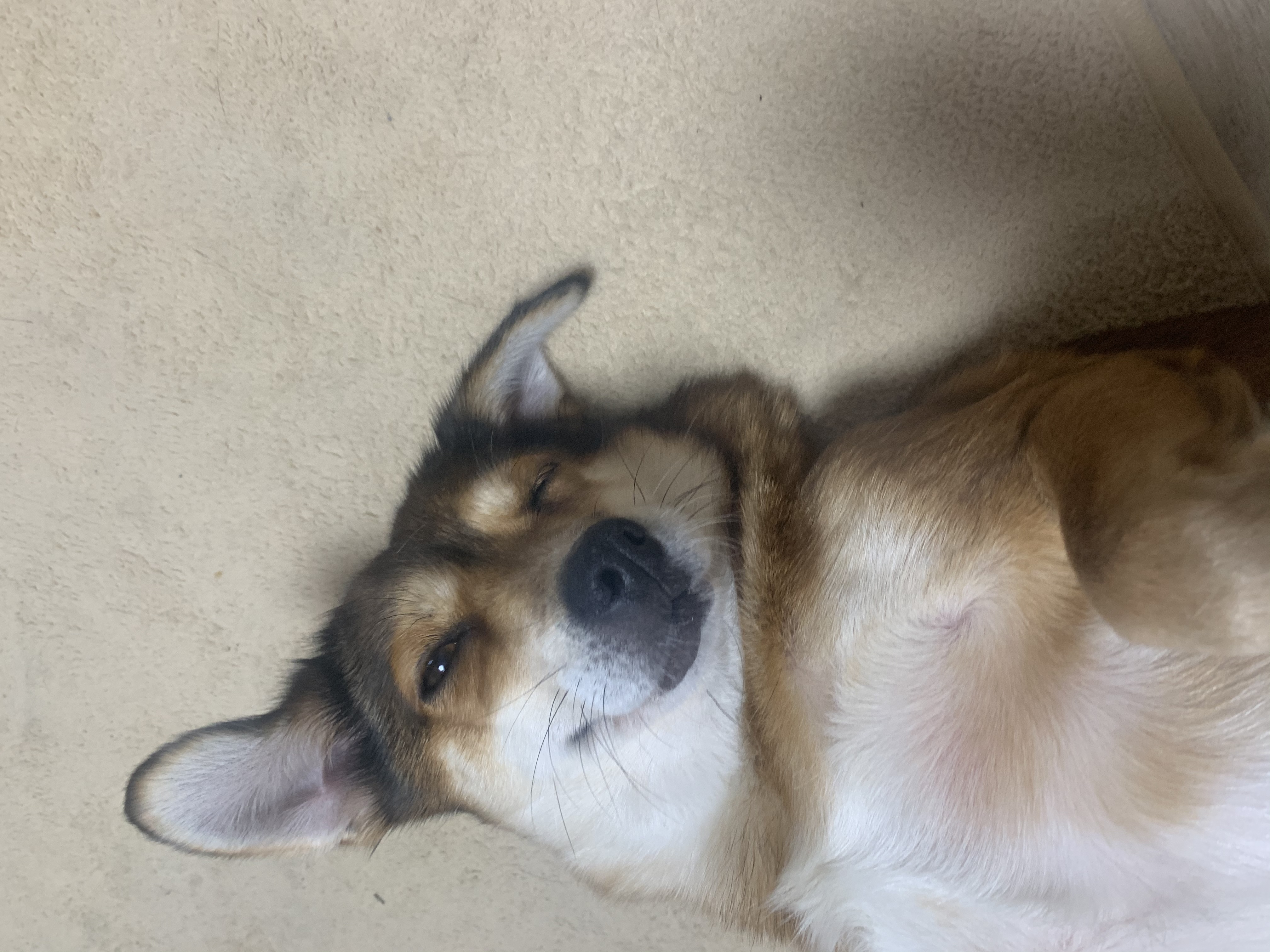 제니 1달 입양 후기