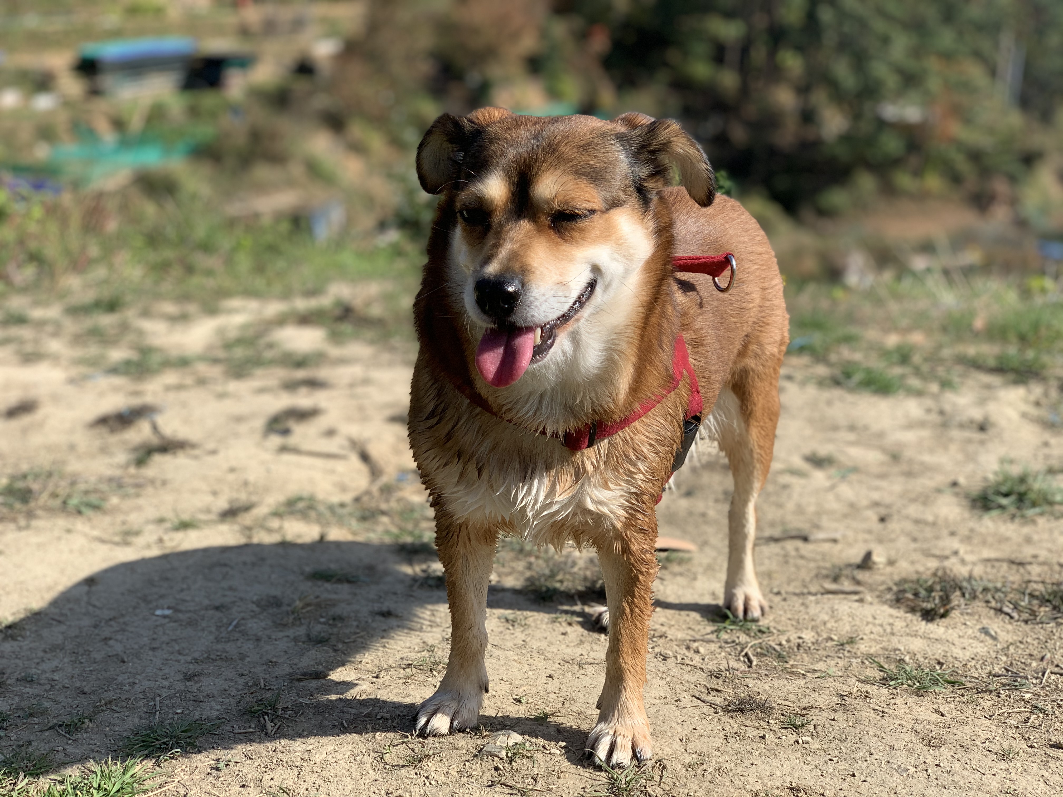 제니 1달 입양 후기