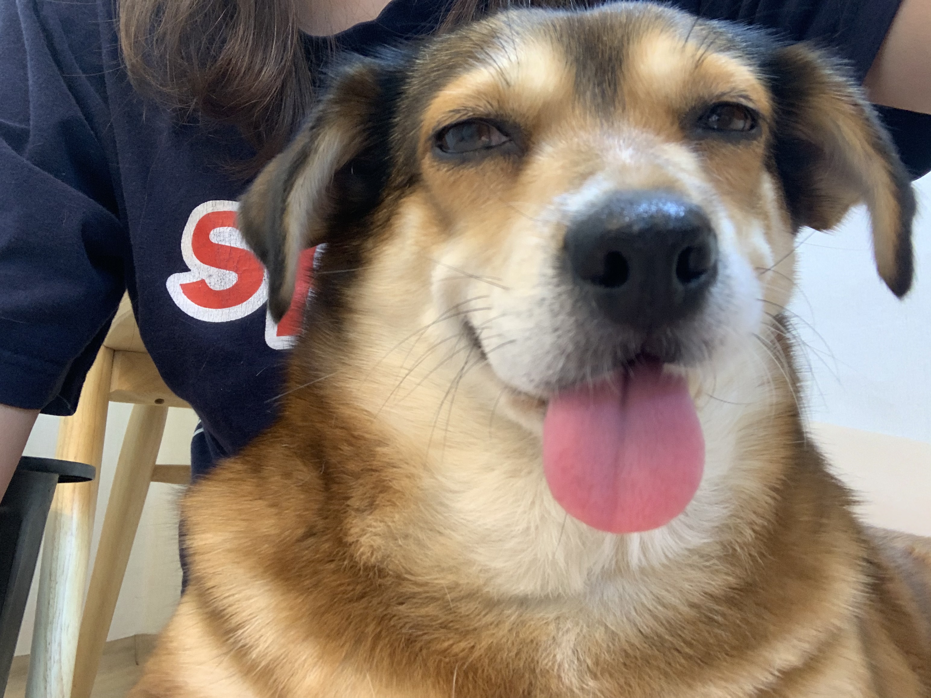 제니 1달 입양 후기