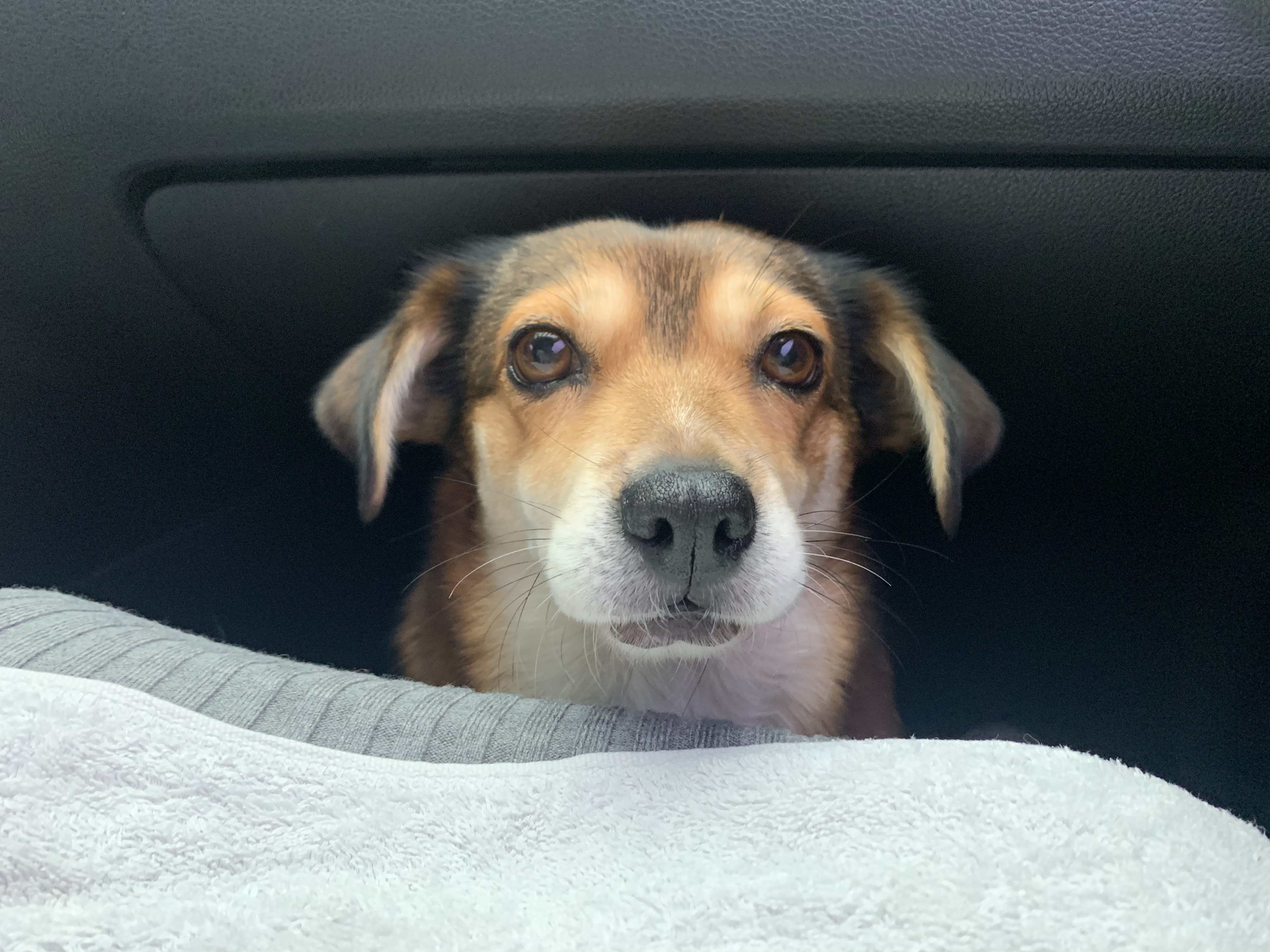 제니 1달 입양 후기