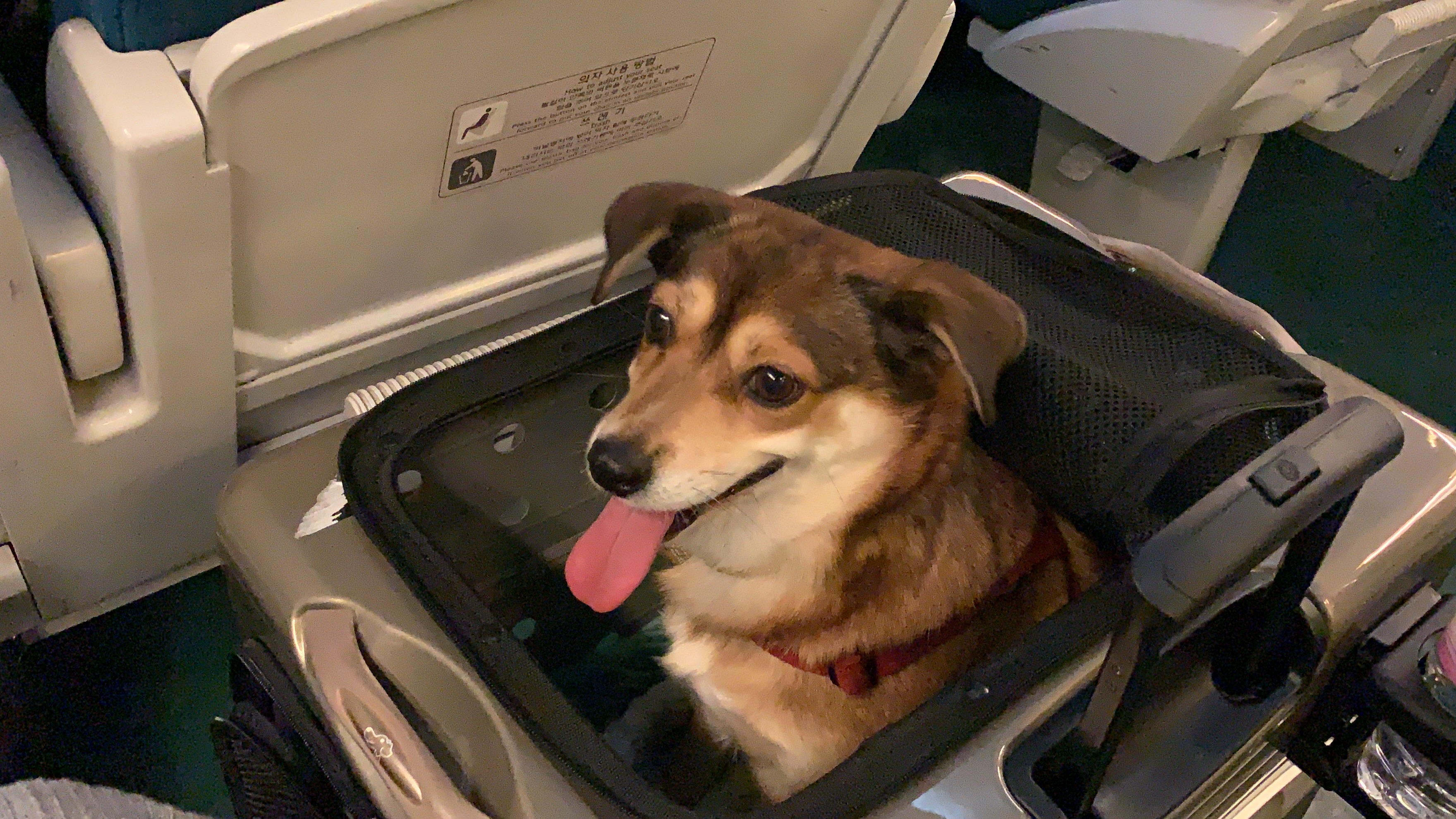 제니 1달 입양 후기