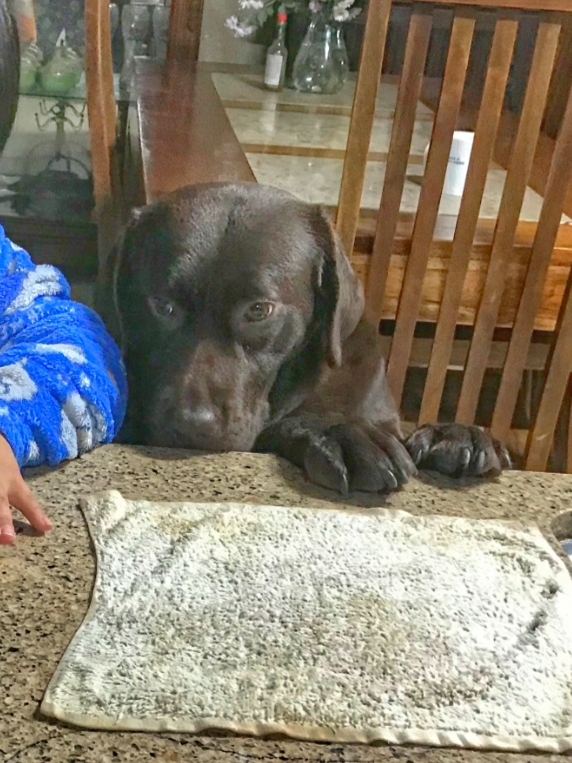 로랑이 입양 1개월