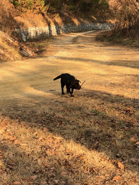 로랑이 입양 1개월
